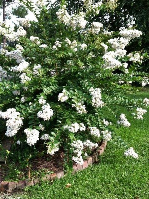 BELLAIRE - Residential