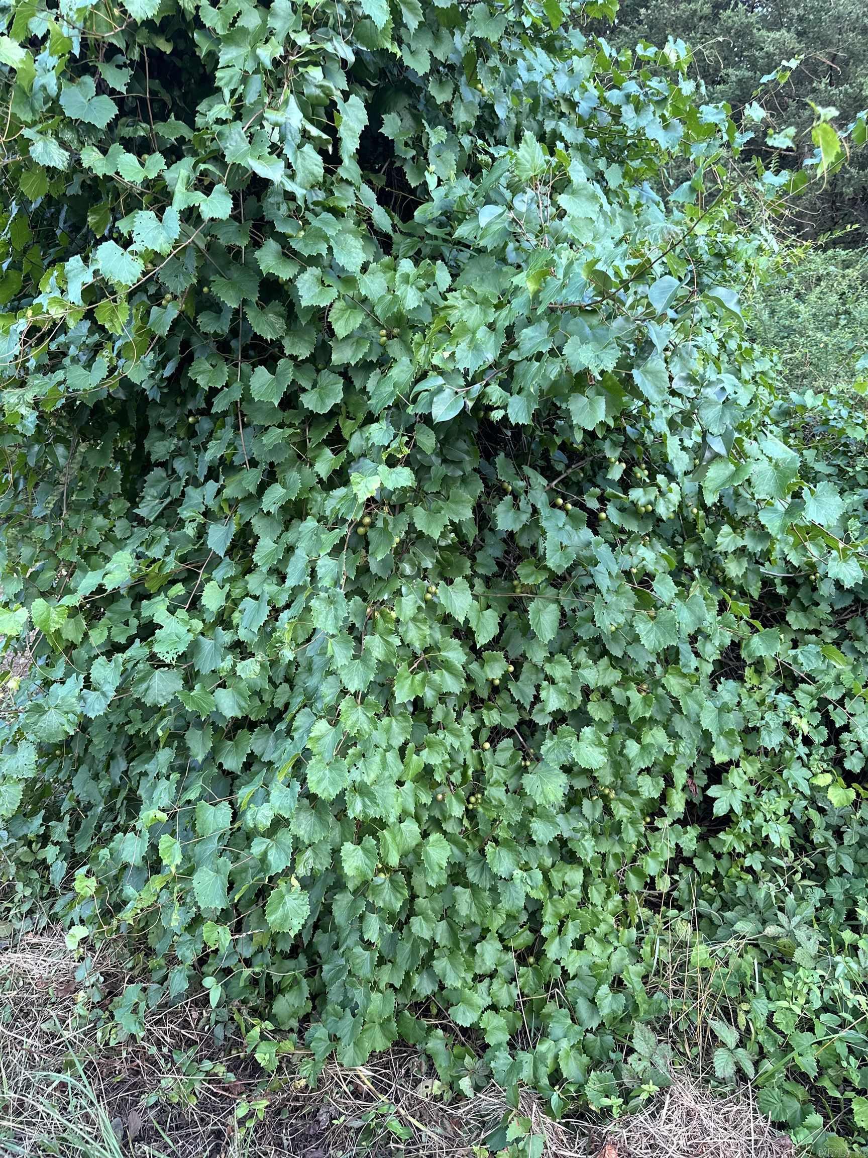 Bettis Mountain Estates - Land