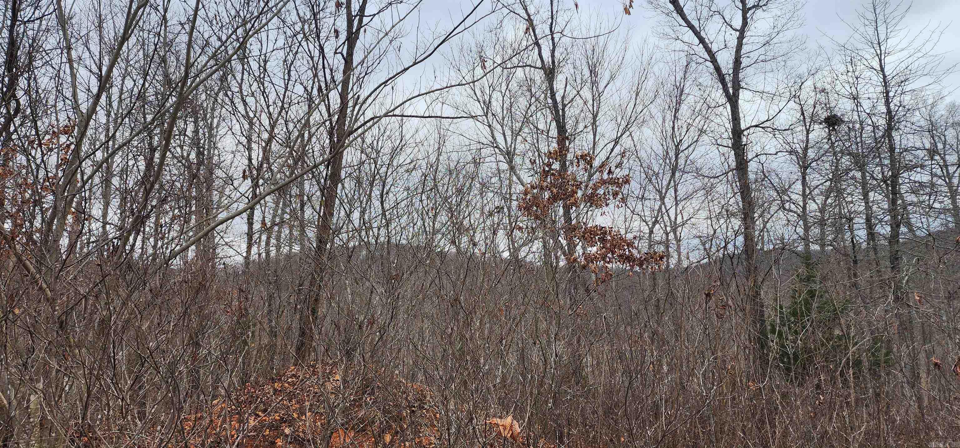 Green Forrest - Land