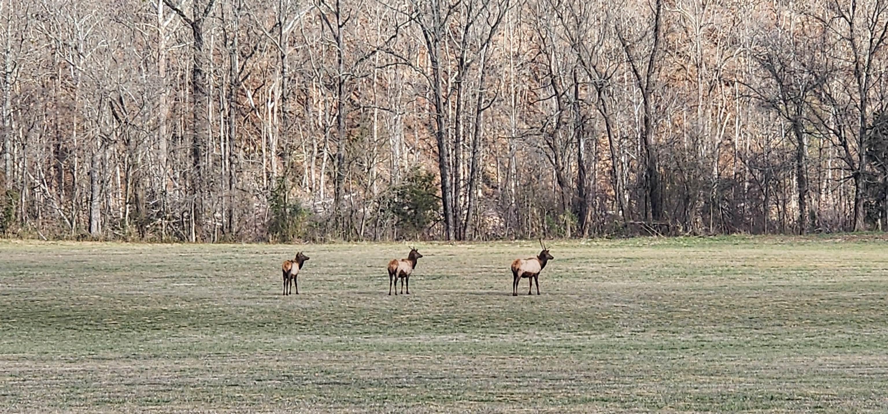 Green Forrest - Land