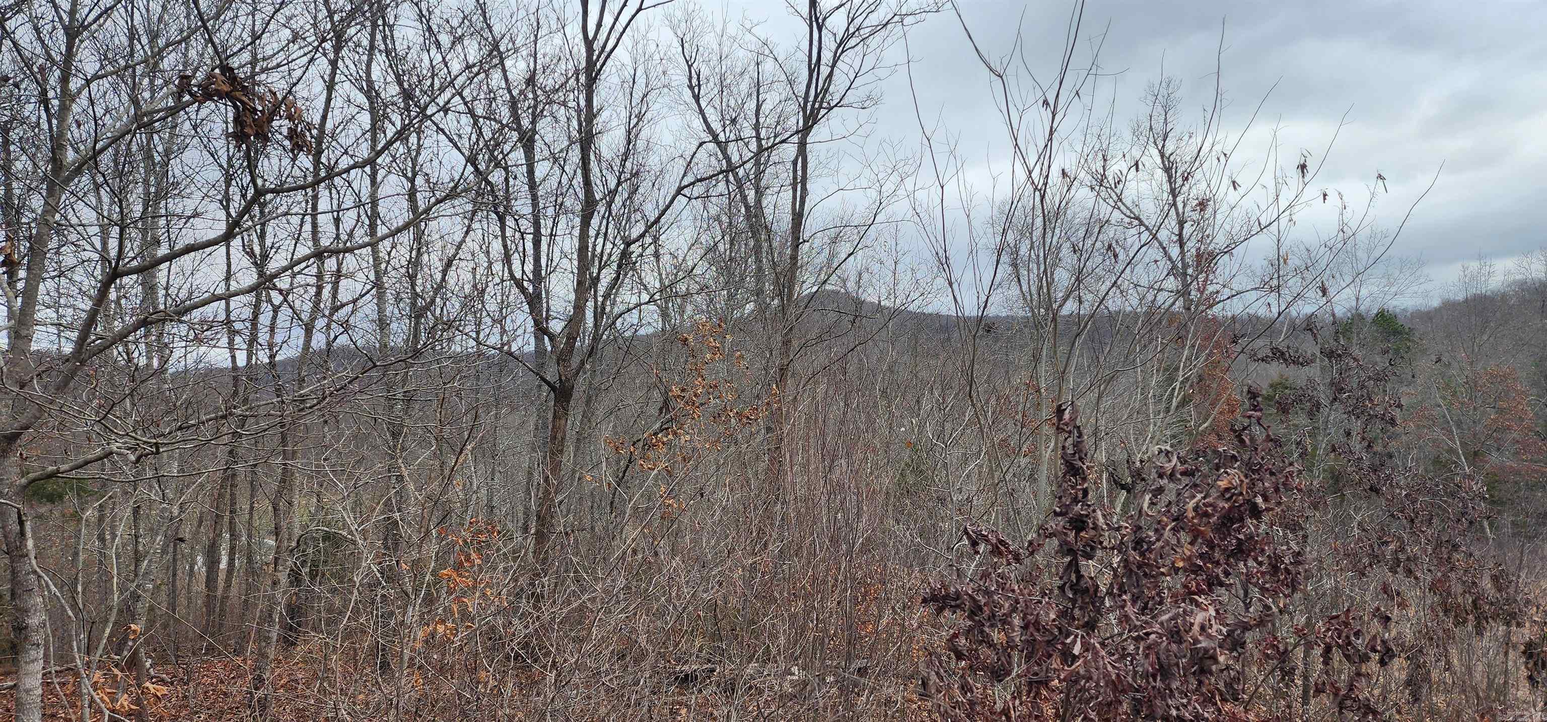 Green Forrest - Land