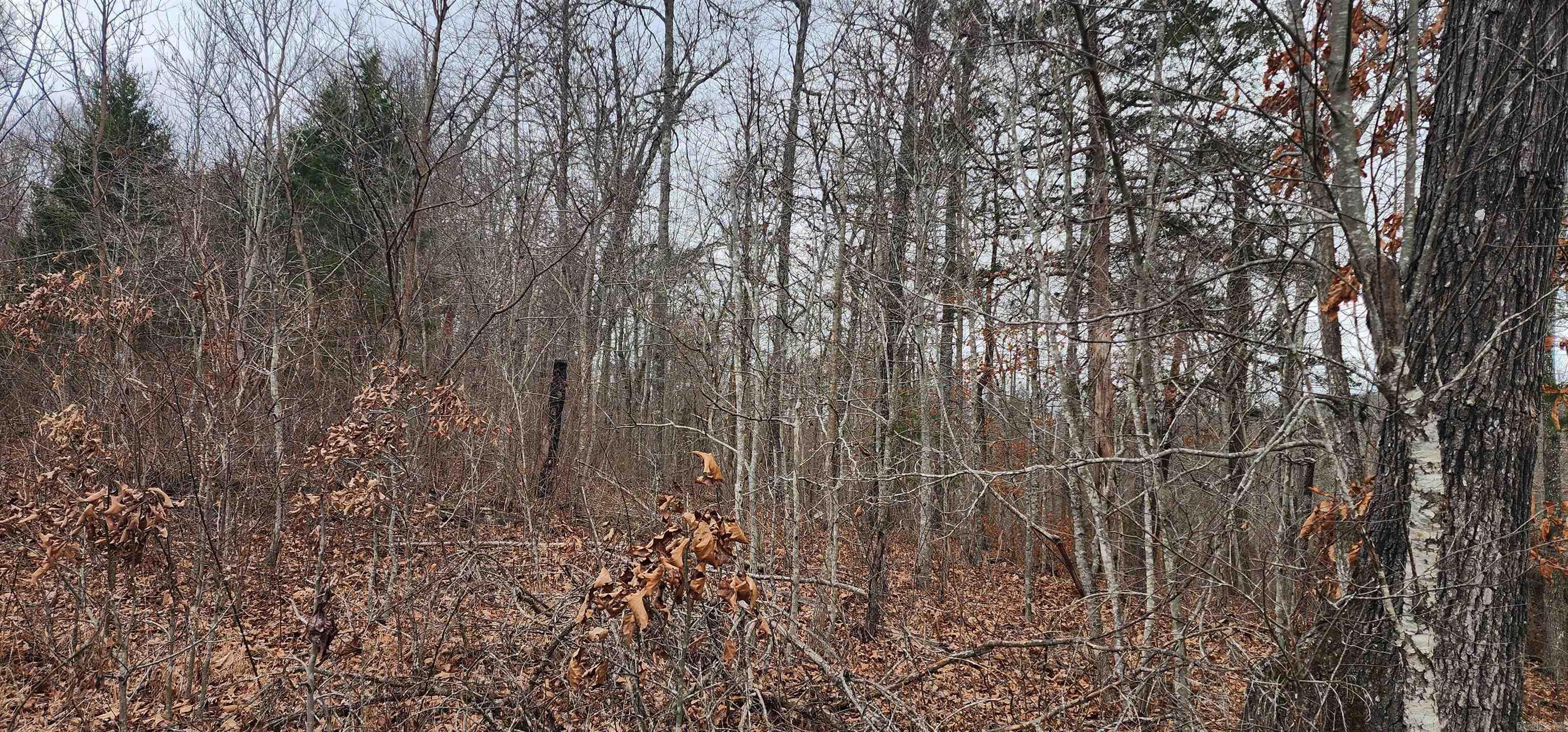 Green Forrest - Land