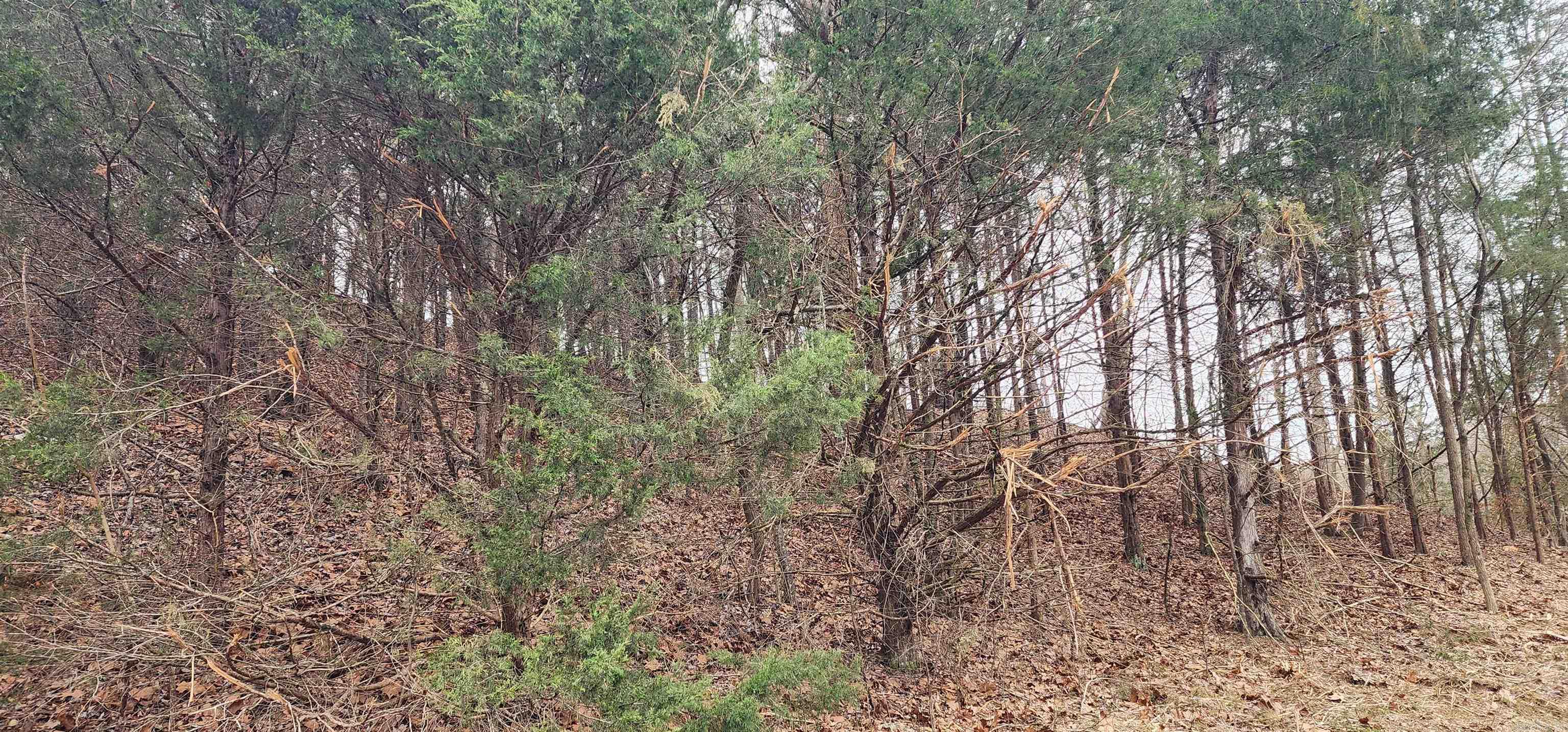 Green Forrest - Land