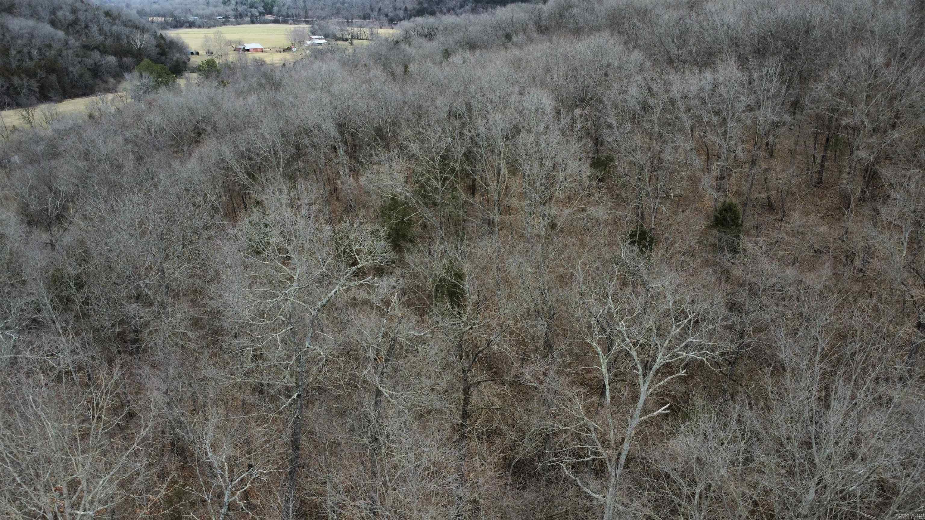 Green Forrest - Land