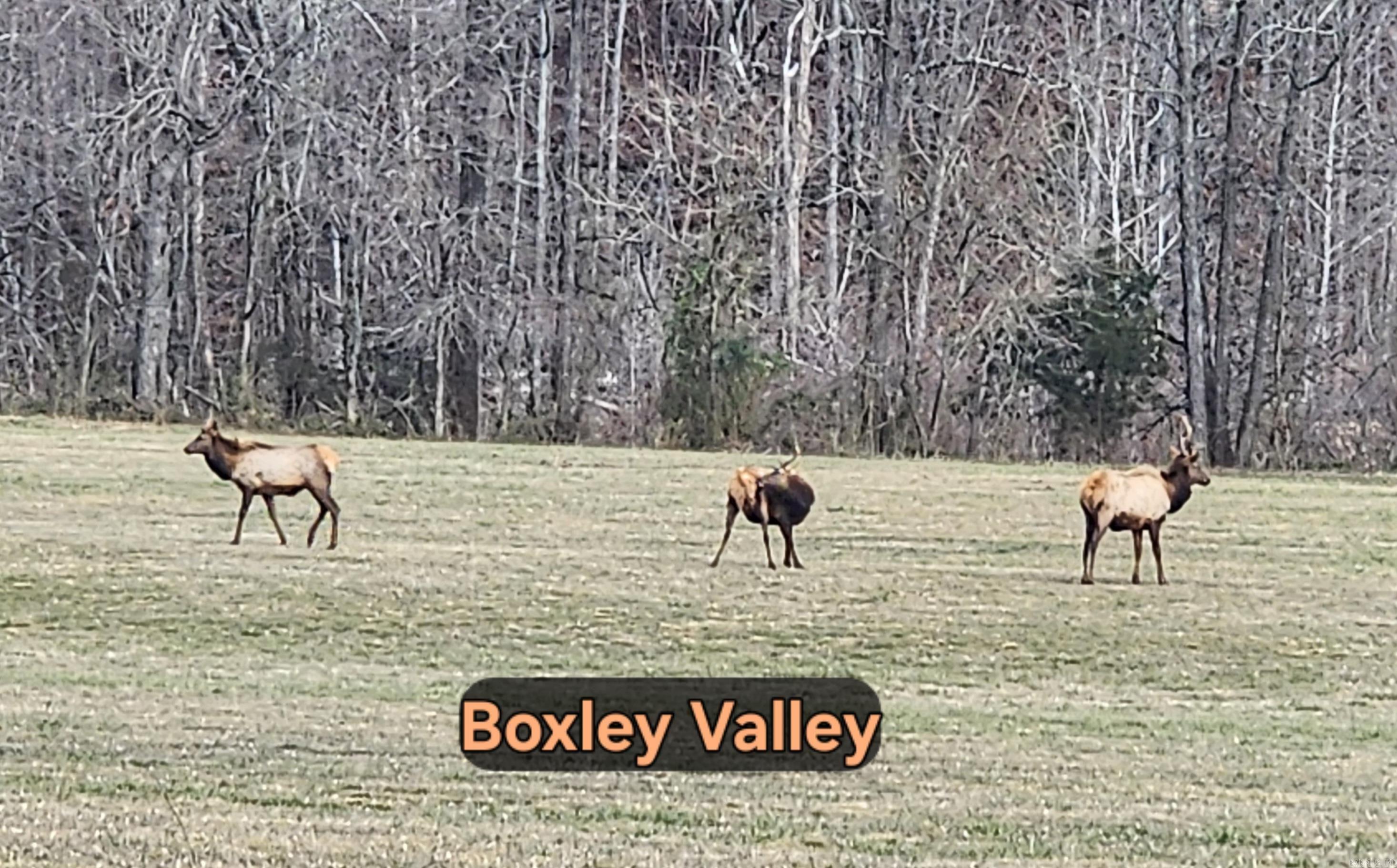 Green Forrest - Land