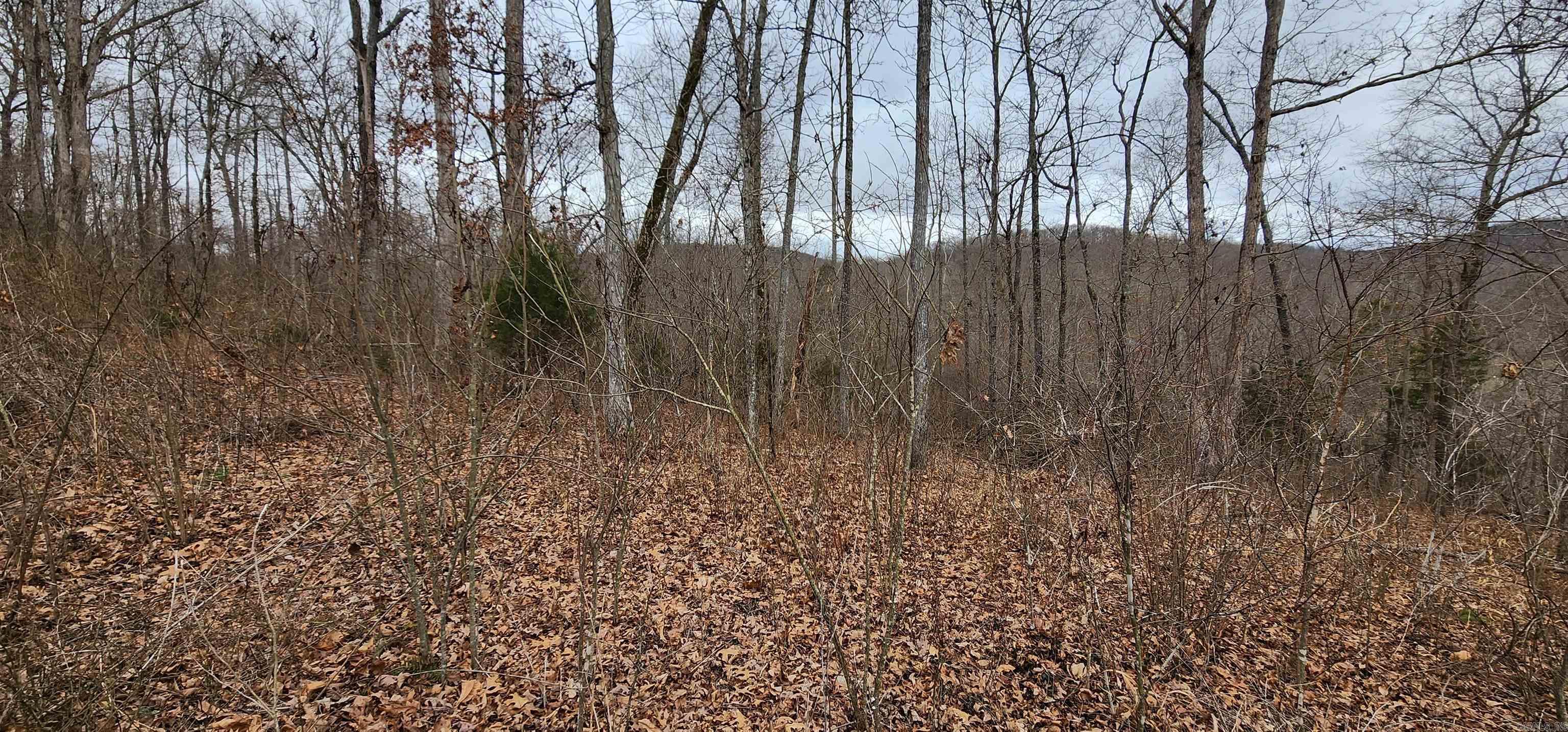 Green Forrest - Land