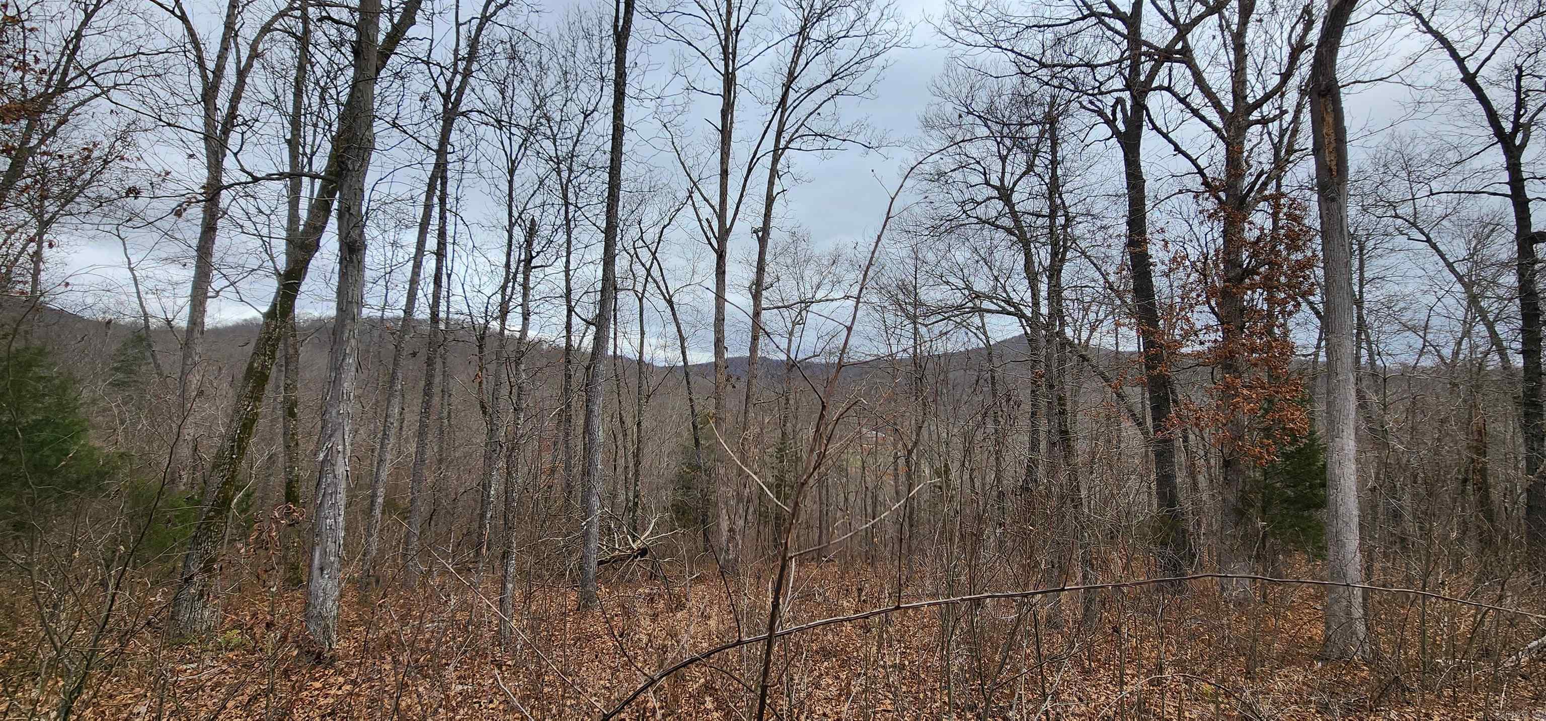 Green Forrest - Land