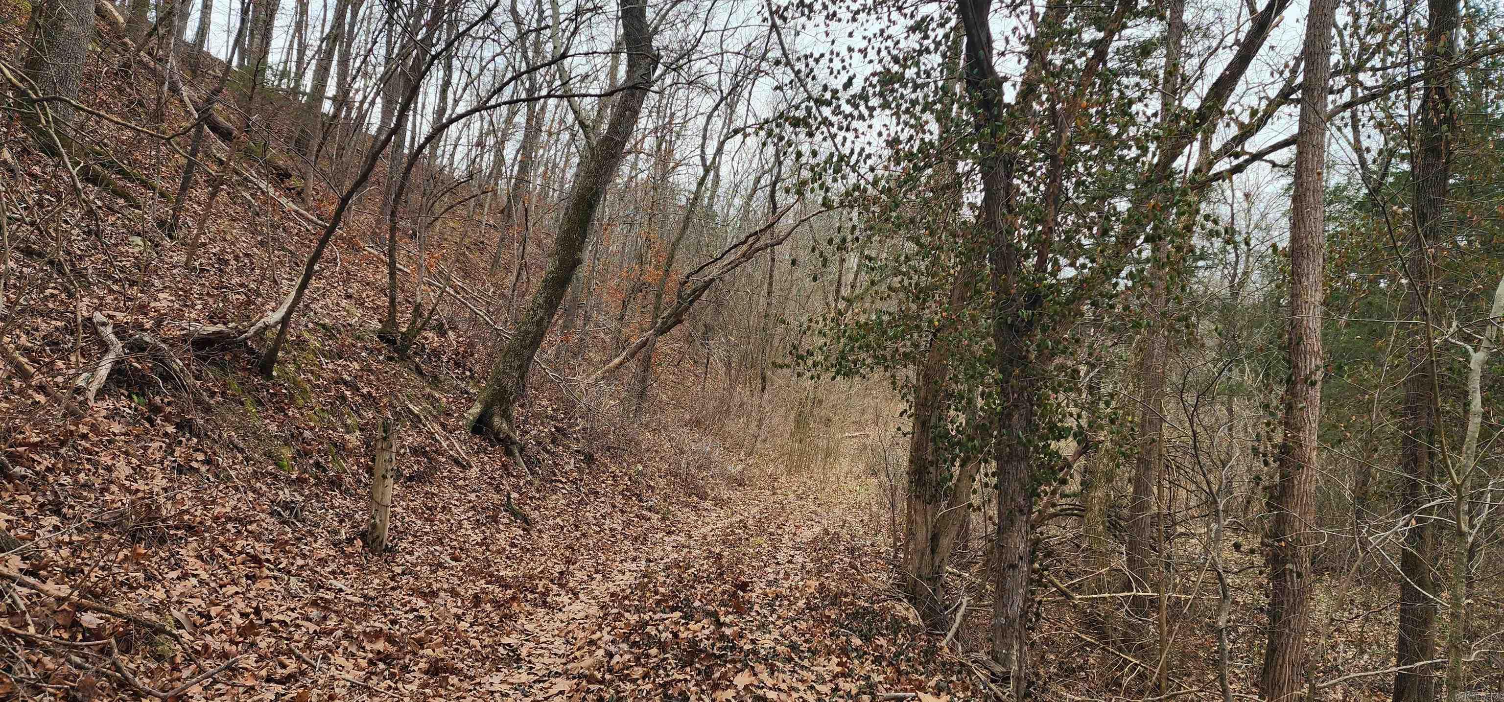 Green Forrest - Land