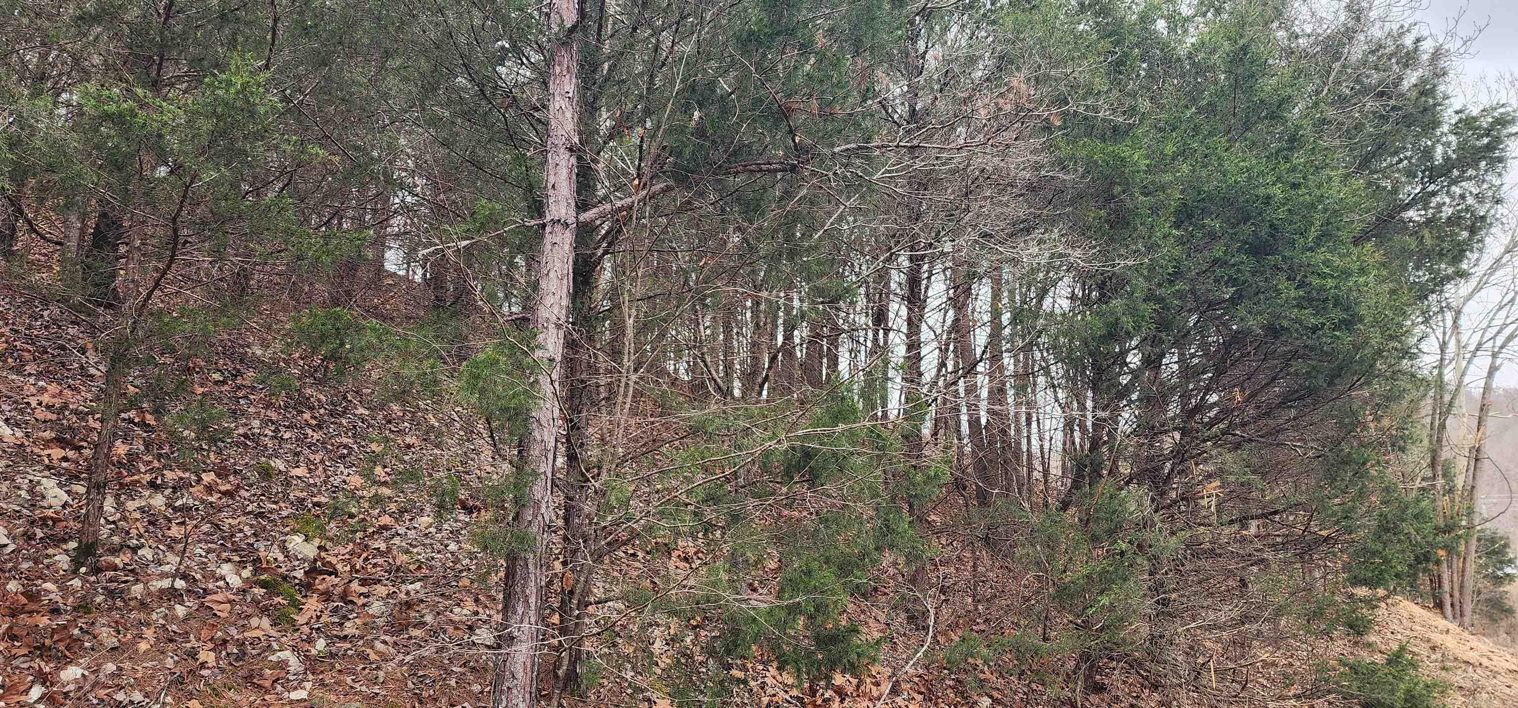 Green Forrest - Land