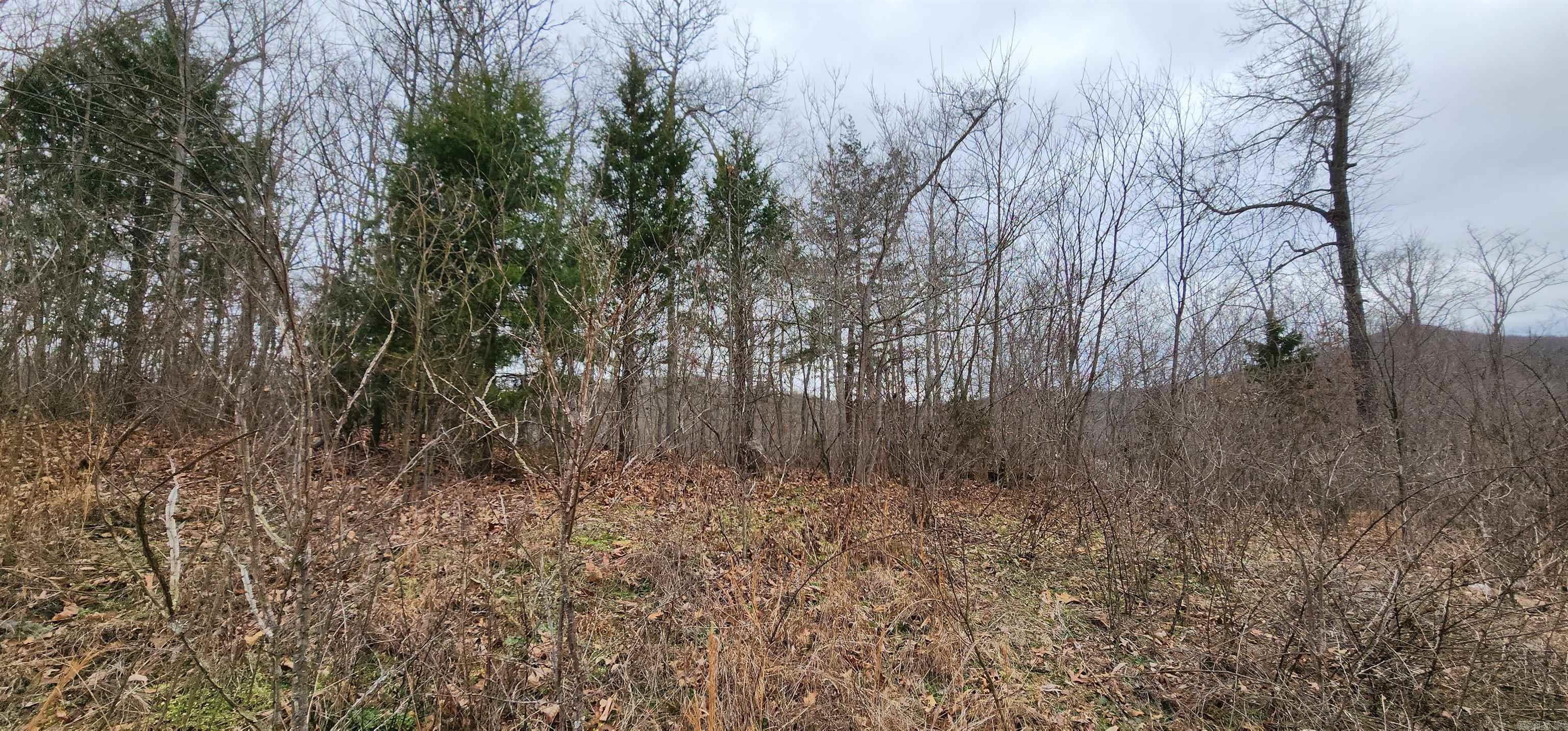 Green Forrest - Land