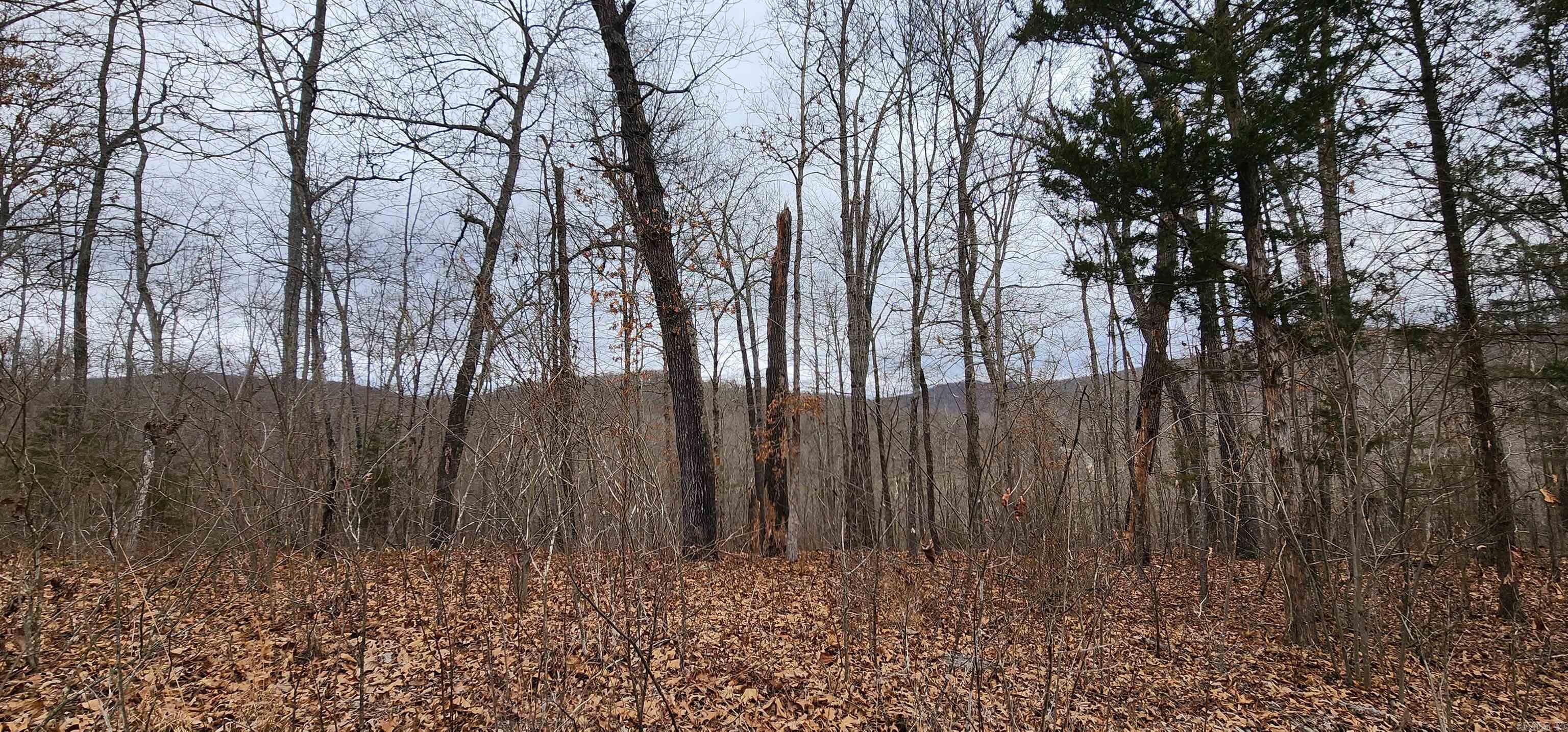 Green Forrest - Land