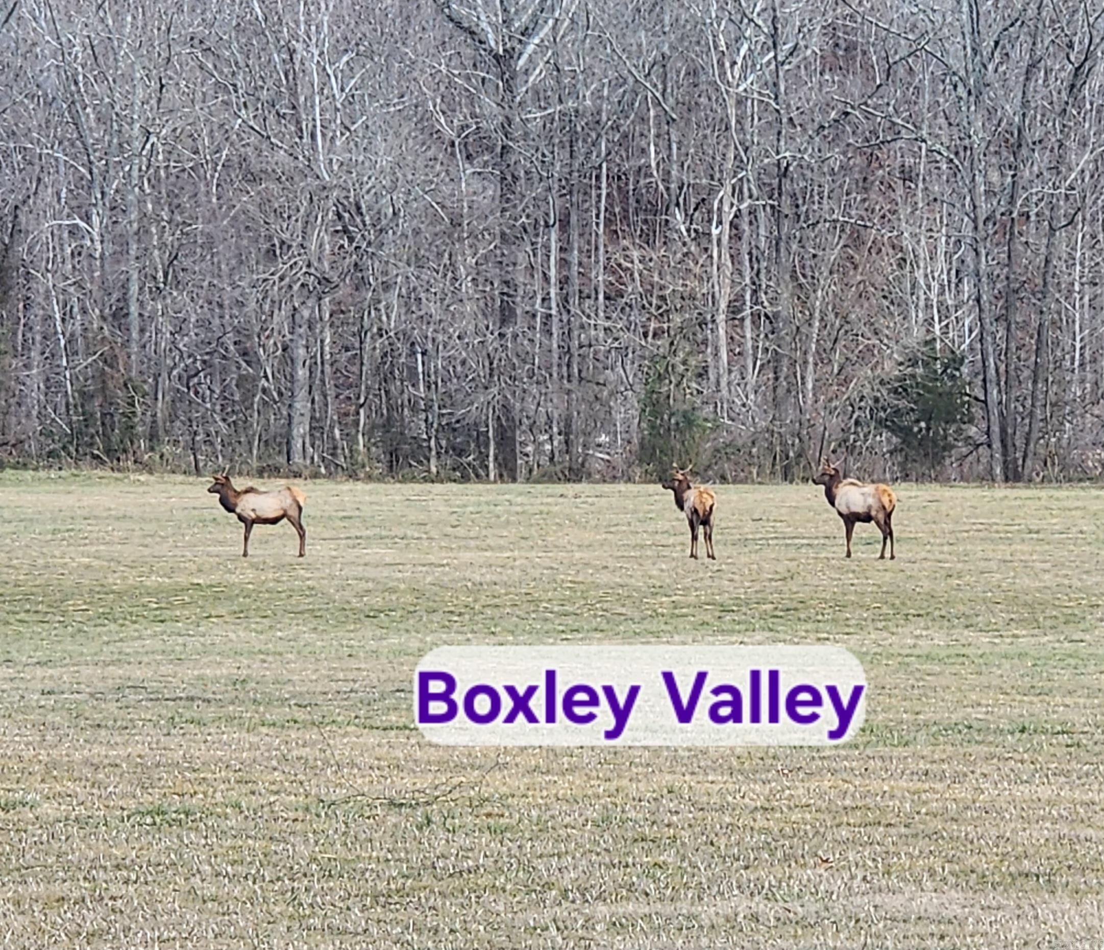 Green Forrest - Land