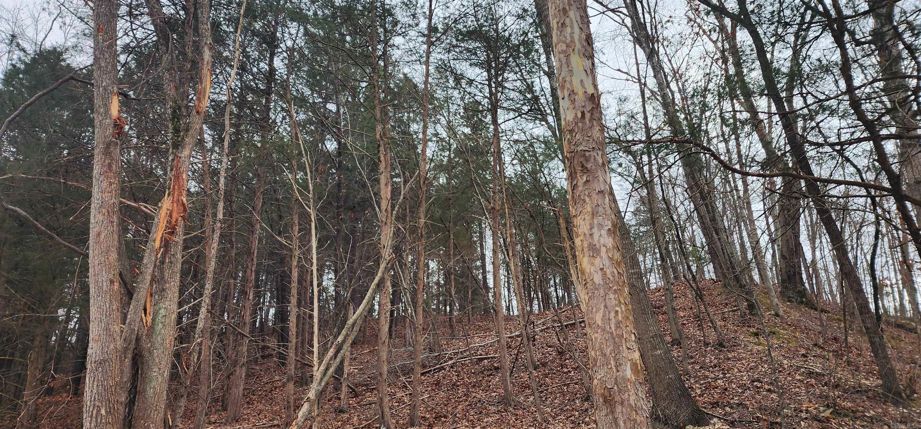 Green Forrest - Land