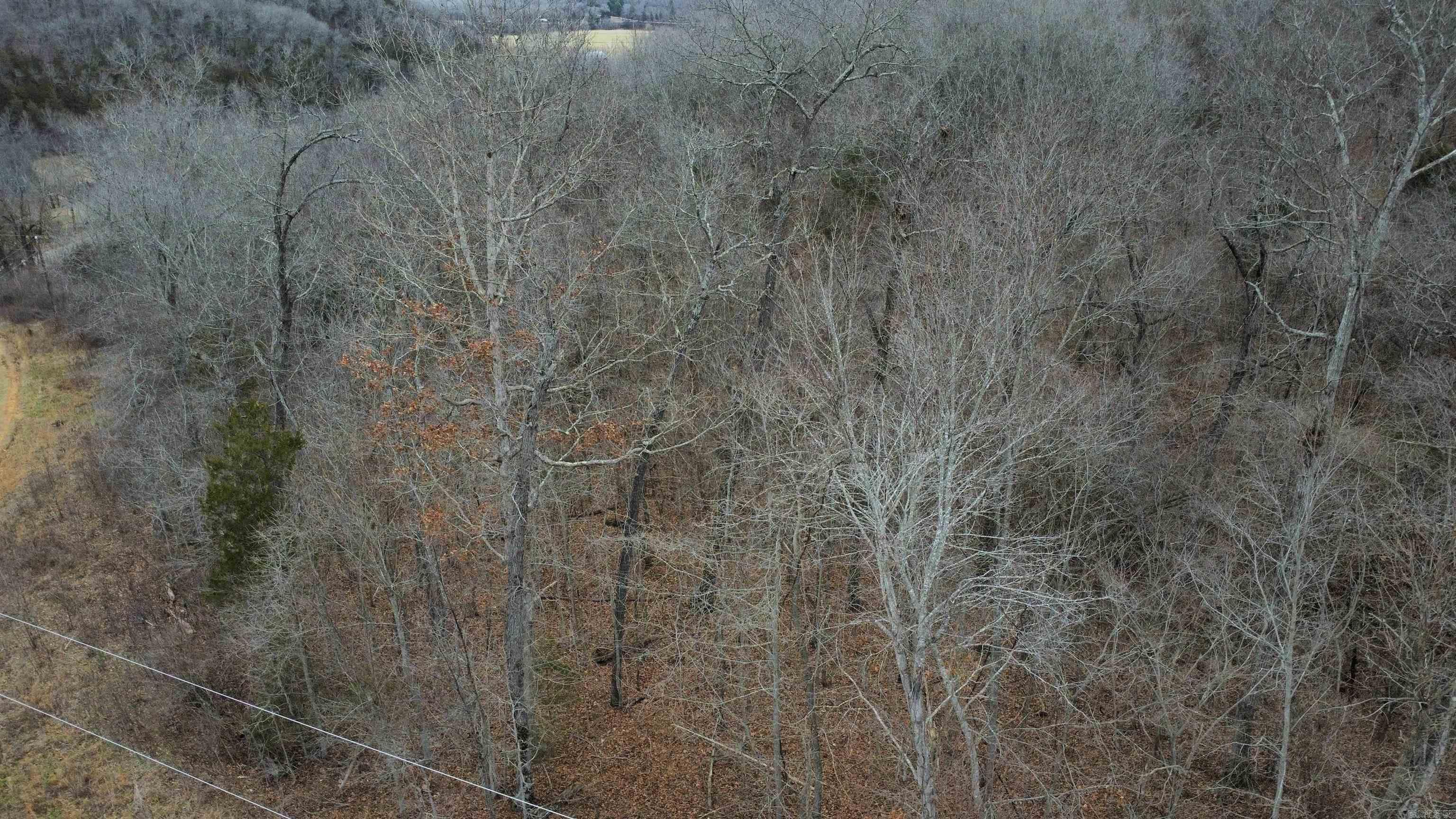 Green Forrest - Land