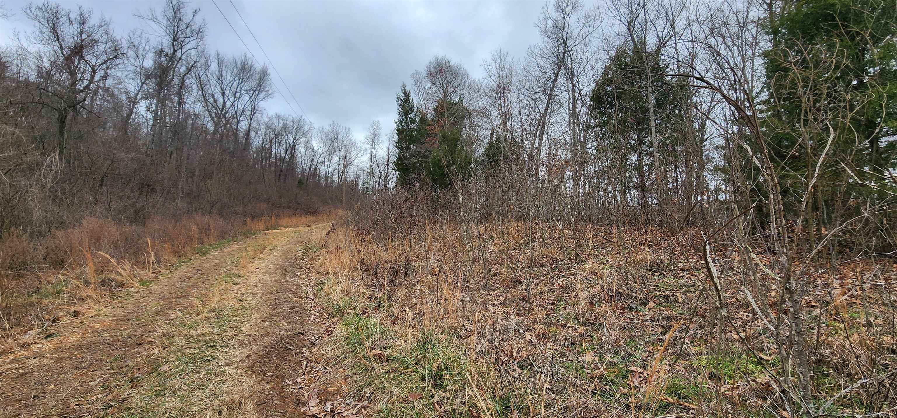 Green Forrest - Land