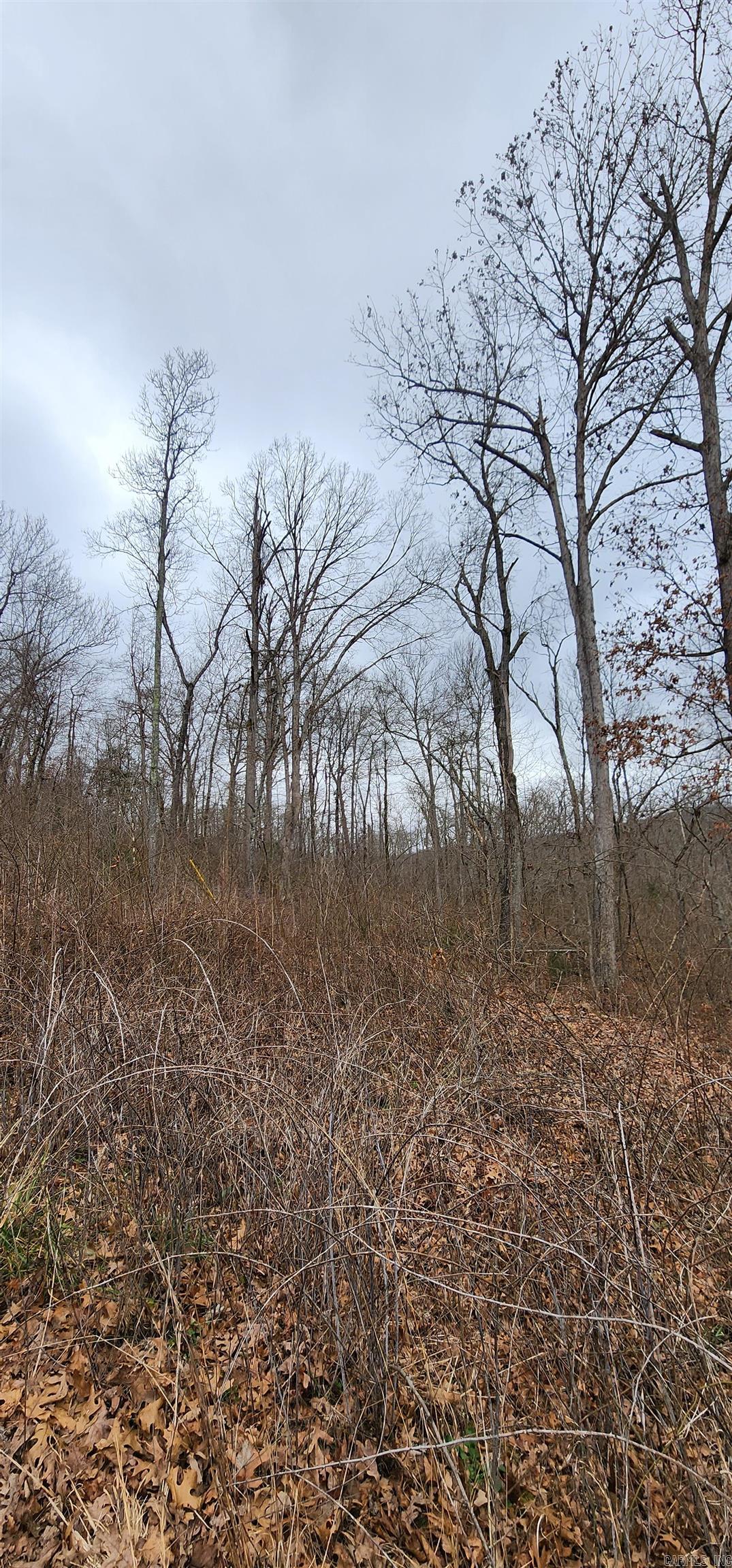 Green Forrest - Land