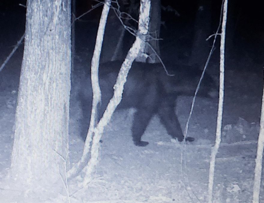 Have you looked for the wildlife, game, hunting, developed,  utilities having,  rural, remote, but still close to town per say?? Then this is it!  Property can be bought with the goose neck style camper with 3 pull outs,  full utilities connection, extra storage shed, live water creek, blue hole, water falls, bluffs, bear, deer, turkey,  burns, doe and  so much more!  80 acres for your Ozark Mountain Life style!