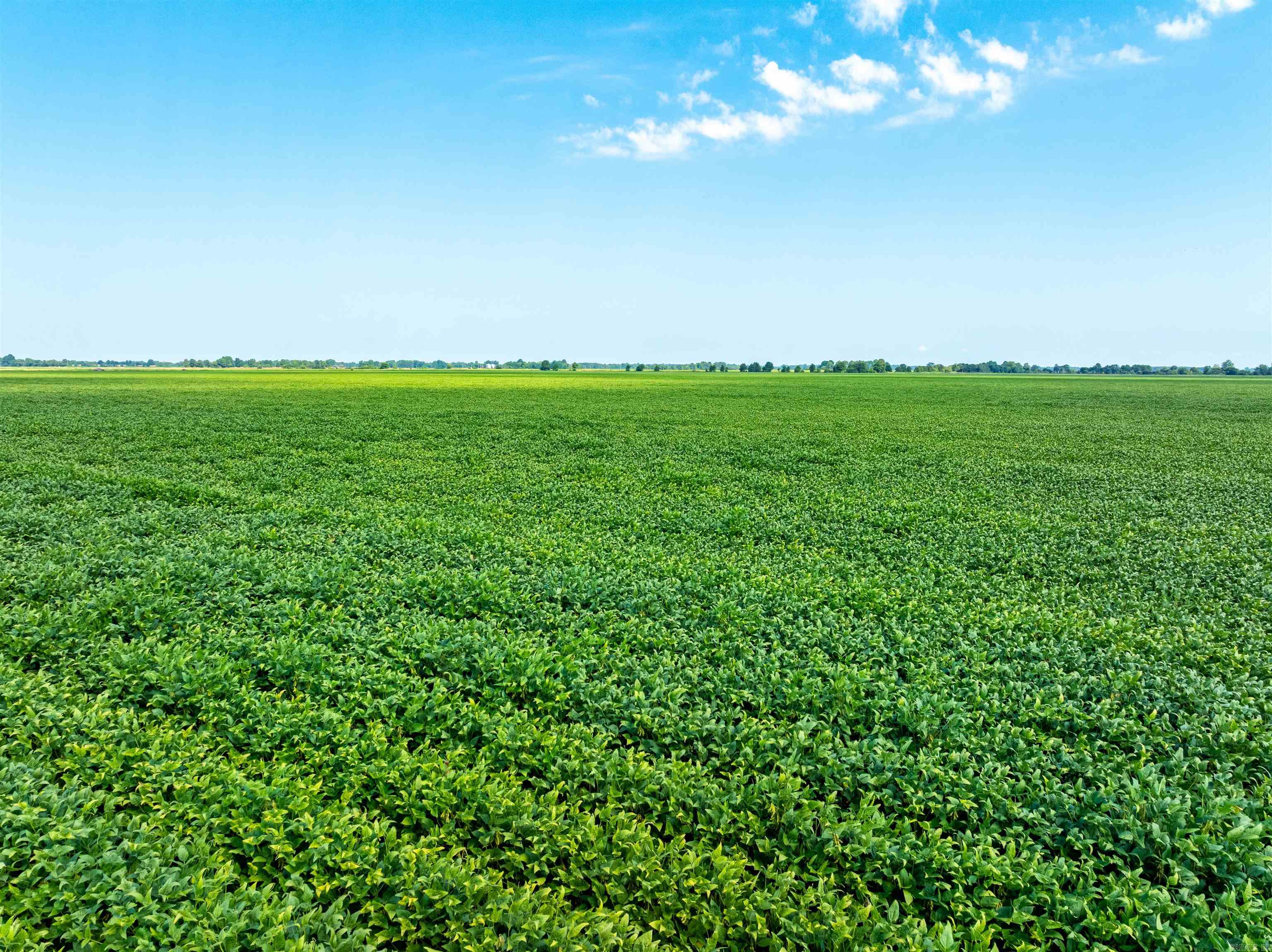 Rarely does a farm of this size and quality come available in Lawrence County. This 536 +/- acre property just outside Alicia offers highly productive rice ground with proven yields and the bonus of recreation. With excellent soils, irrigation in place, and great access, it’s both an investment and lifestyle opportunity. For the 2025/2026 season, a $20,000 annual duck lease provides immediate income, but can be released if a new buyer wishes to keep the hunting rights. Farm #1 – 224 +/- Acres (Lawrence Rd 556): Crowley silt loam, silty clay, Beulah sandy loam; well on site; excellent irrigation layout. Farm #2 – 312 +/- Acres (Lawrence Rd 737): Jackport silty clay, Crowley silty loam, Dubbs, Dundee, and Foley-Calhoun soils; proven rice history; small woods ideal for duck/deer hunting. Highlights: 536 +/- total acres, prime rice ground, irrigation well, excellent soils, deer and duck hunting potential, county road frontage, in the heart of Arkansas farming country, $20,000 duck lease in place for 2025/2026. This is more than just a farm—it’s a rare chance to own productive Arkansas farmland with recreational value.