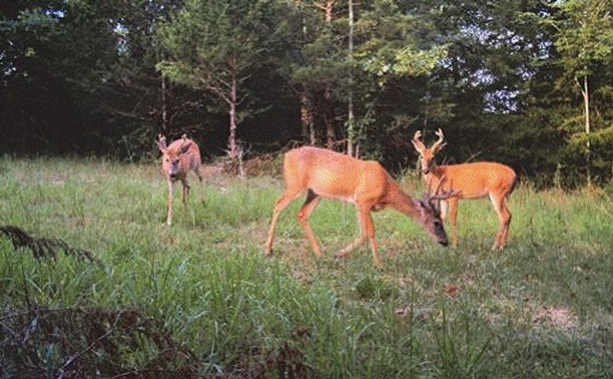 This 40 +/- Acres is wooded land with paved road frontage. It has a pond and is ideal for hunting. Located near Horseshoe Bend and partially fenced this land is also suitable for development. Priced at $2,750 per acre. Call for full details.