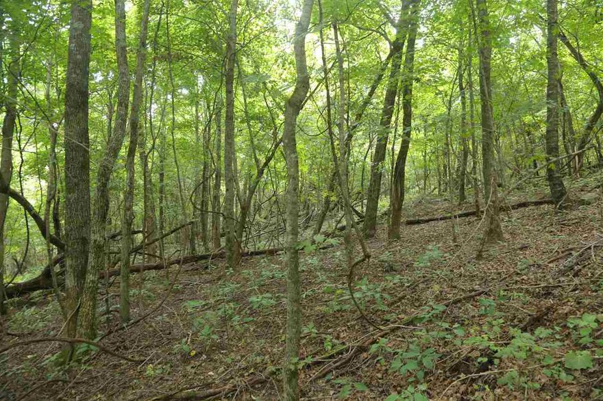 40+- acres located near St Paul, AR. Property includes an notable landmark bluff, Joe Salee.  Wooded. Electric within 1/4 mile.  Great hunting property with notable bear sign.