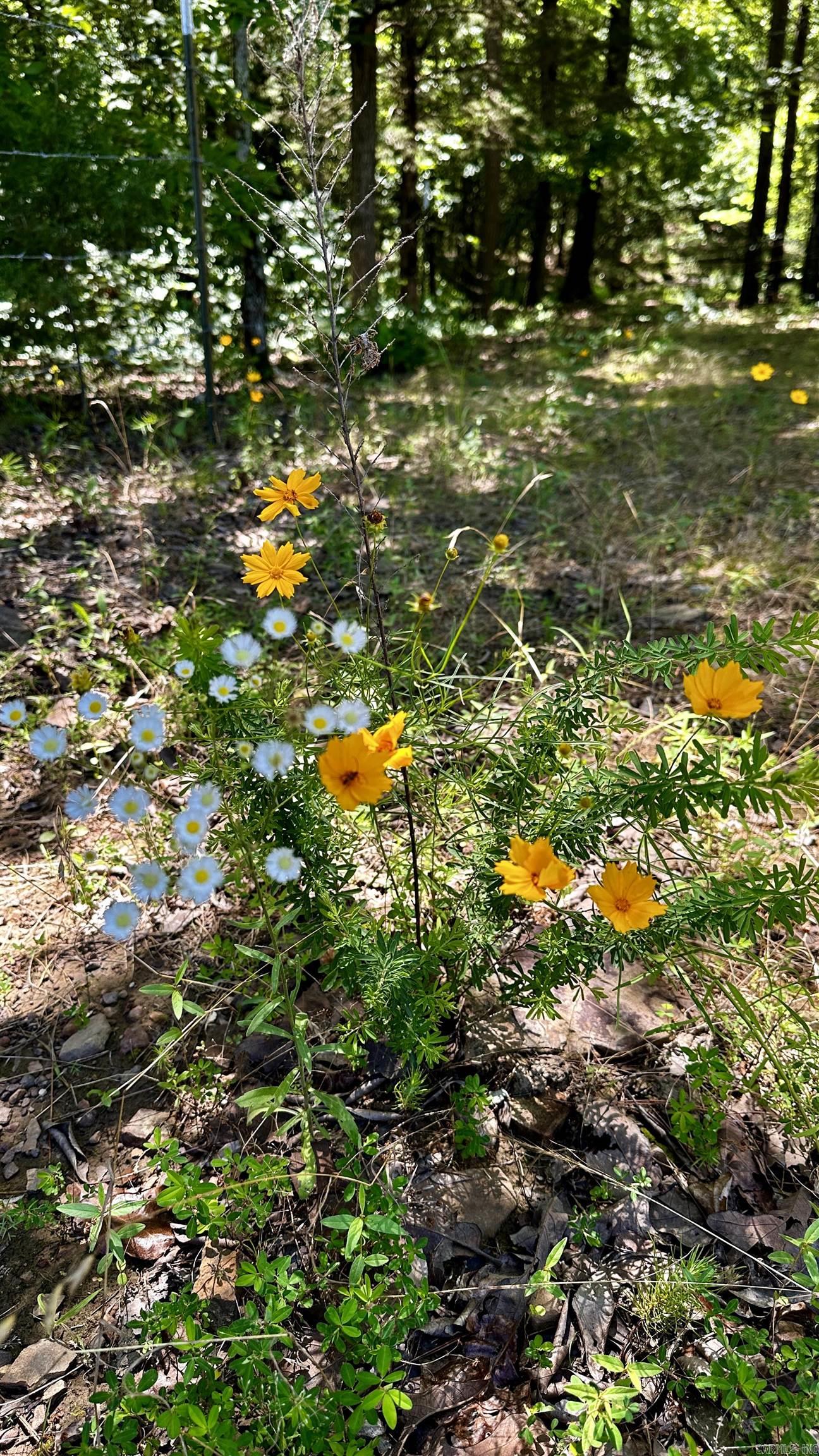 Metes &amp; Bounds - Farm