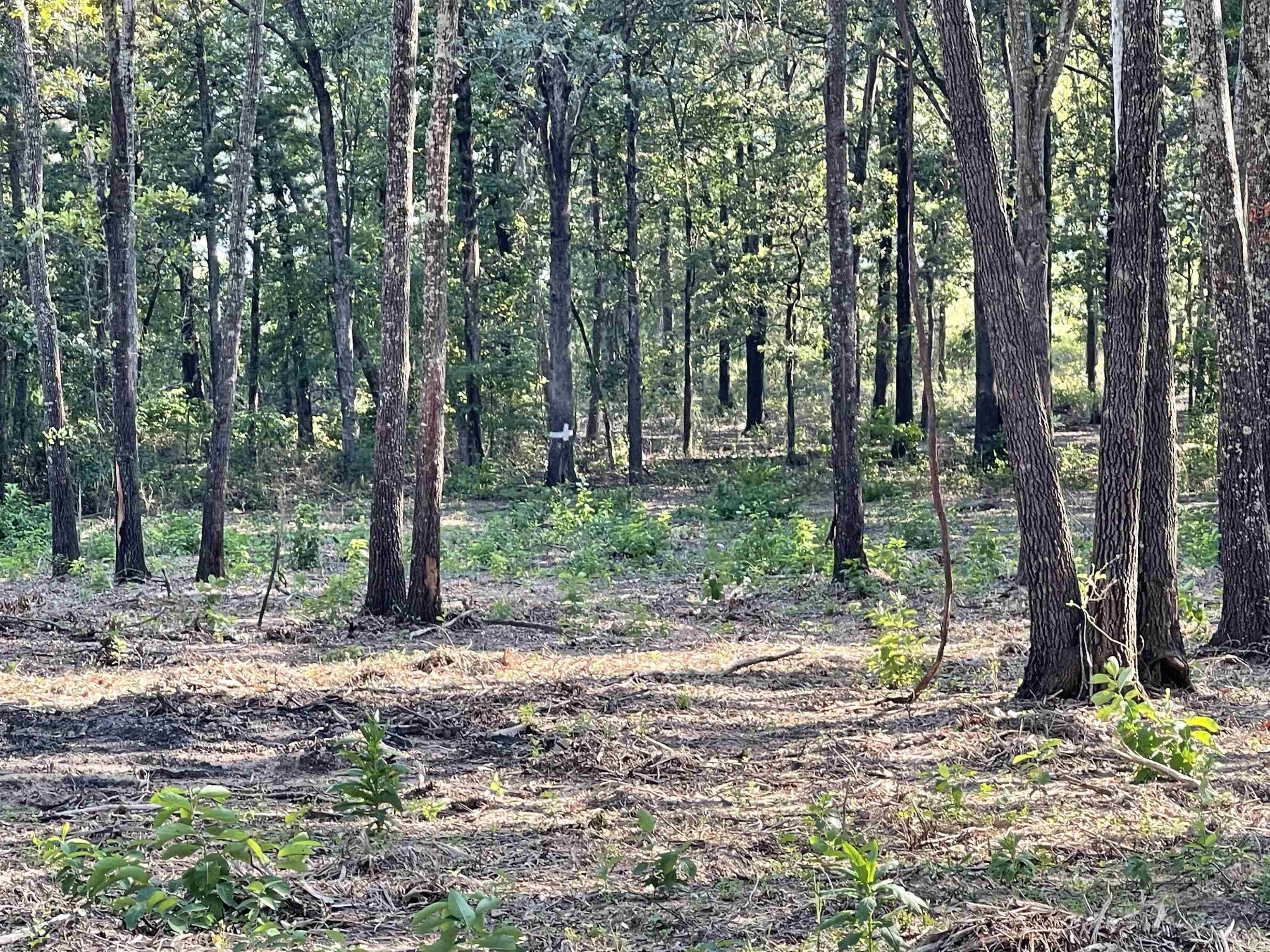 Landing at Emerald Isle - Land