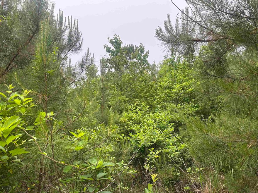 The North Pace City Tract (#03019-03954) is a ±8-acre tract of timberland located in Ouachita County about eight miles northwest of Louann, AR and 2 miles north of the Pace City community (North 33.432989°, West 92.915696°).  The property was completely harvested about 10 years ago (~2014) and has been allowed to regenerate naturally with mostly pine/hardwood.  Access to the eastern edge of the property has been historically available via a dirt woodsroad running for about a half-mile southwesterly from the end of Ouachita RD 152.  The topography is generally flat to gently rolling.  According to the USDA NRCS web soil survey, the property consists of an assortment of sandy soils which give the tract a weighted average site index of 89.7 feet for Loblolly Pine (base age 50).