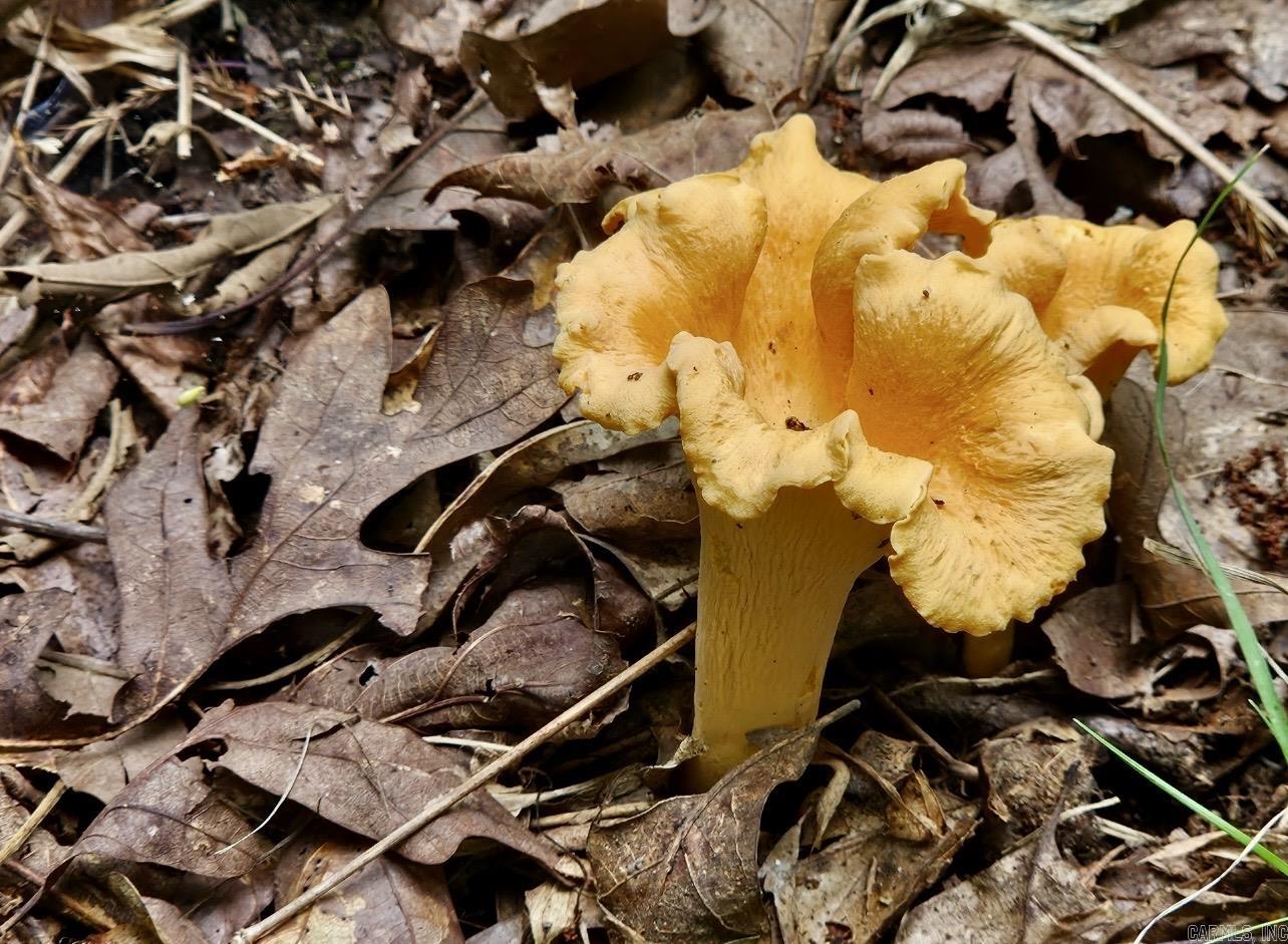 Not in Subdivision - Farm