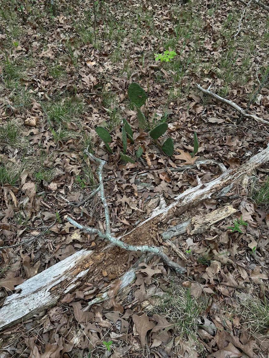 Nice spot close to Magic Springs, Gulpha Gorge and downtown. Build your dream home and be close to town but with a country feel. Close to the highway with easy access to I30.