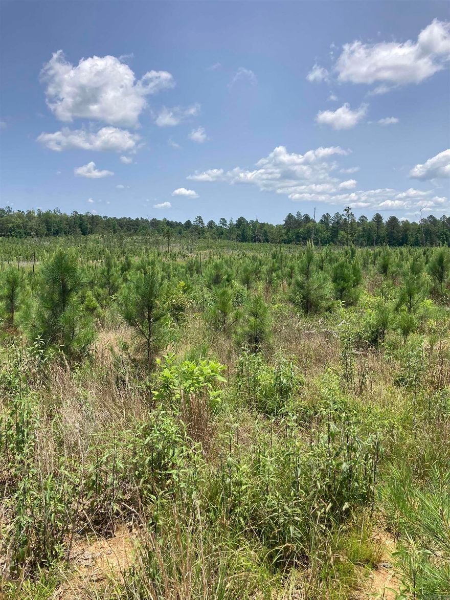 60 Acres MOL! Beautiful! Can be sold as whole or subdivided. Buy 60, Buy 30, Buy 12, Buy 10, Buy 9, Buy 7, or Buy 3! So many options available! $15,000 an acre for 3-7 acre tracts...$12,000 an acre for 7-9 acre tracts! $10,000.00 for 10 to 15 acre tracts. $8500 an acre for 30 acres and $8000 an acre for anything over 30 acres.  Multiple Buildable Homesites! Private! Serene! Jessieville School District! Wildlife Galore!  Minimal Restrictions. Manufactured Homes Allowed 5 years old and newer! Easily accessible utilities with Entergy and North Garland County Water at Road! Perk test and survey will be provided! **Address is Approximated