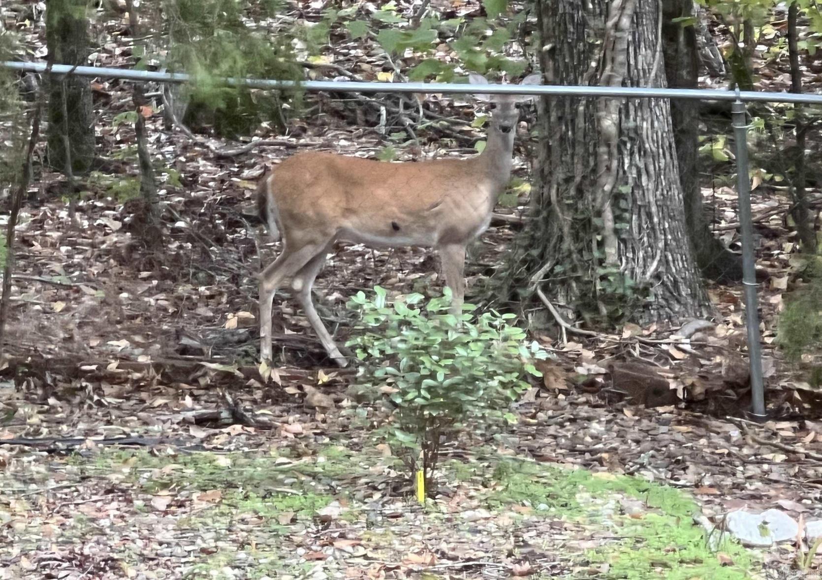 Rodriguez - Residential