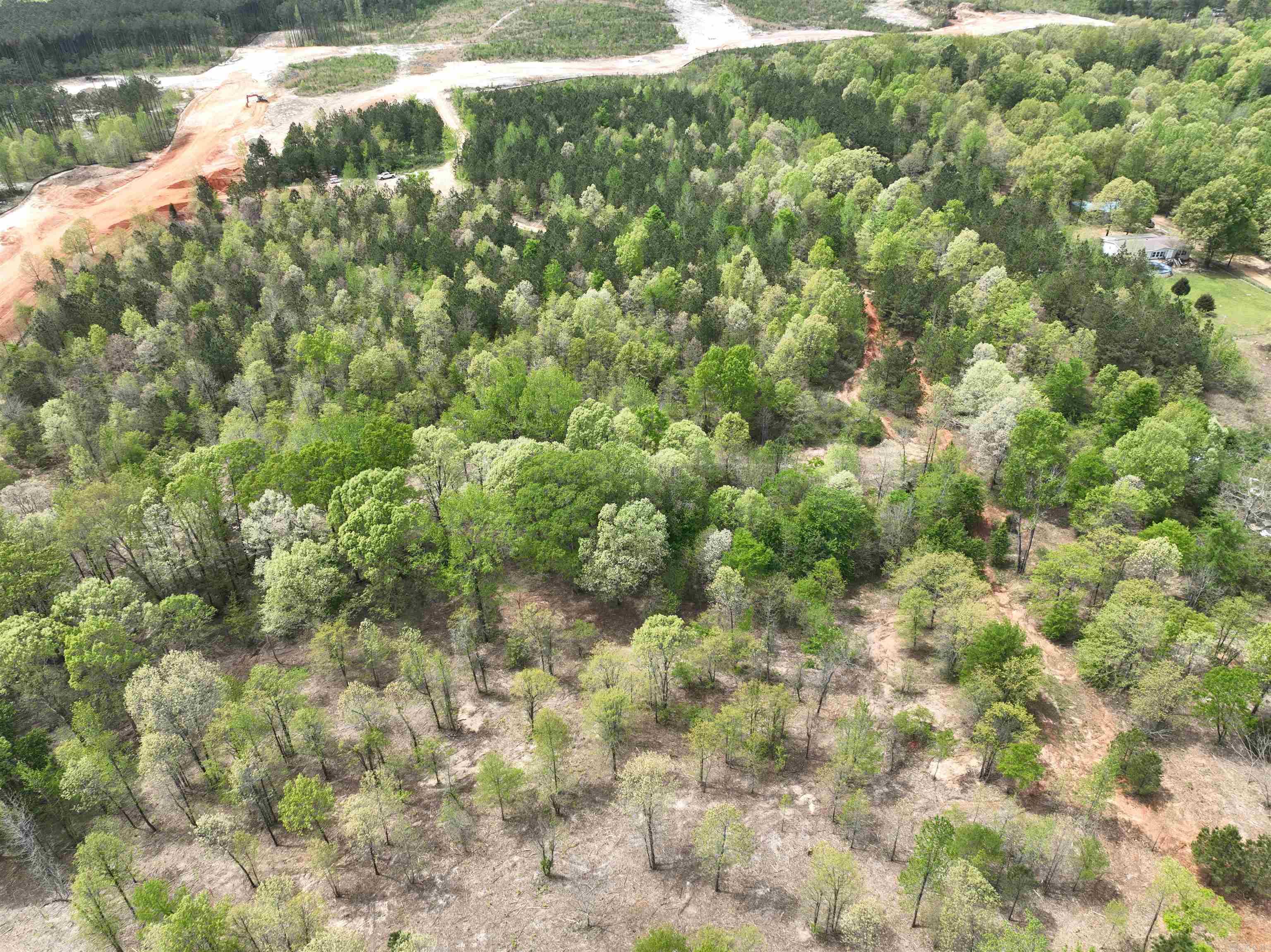 Mountain Pine - Land