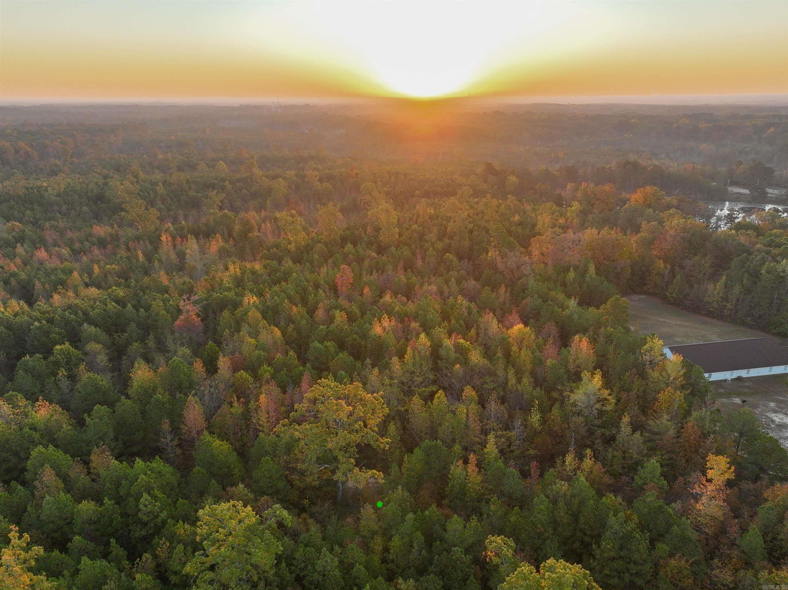 Mountain Pine - Land