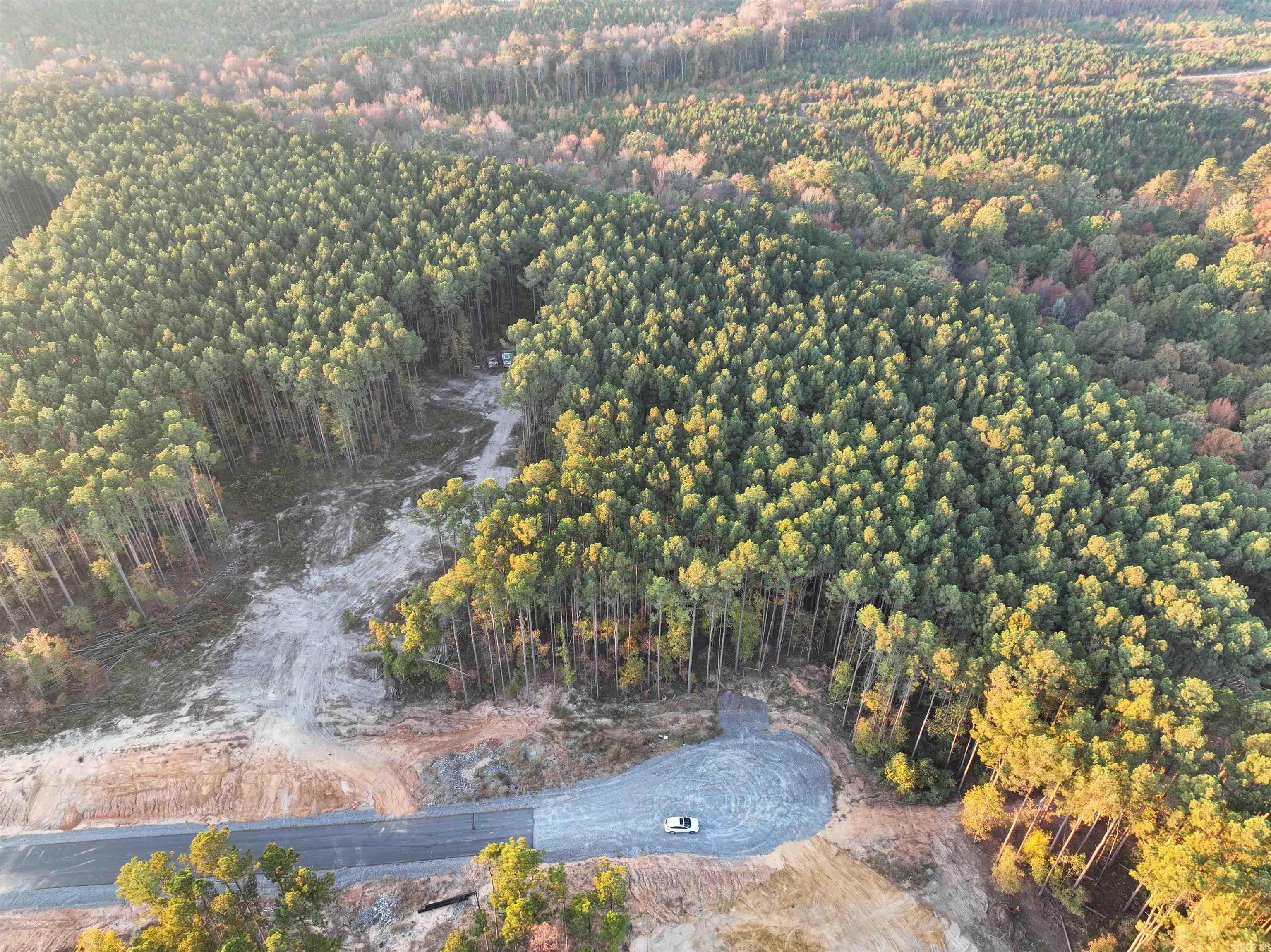 Mountain Pine - Land
