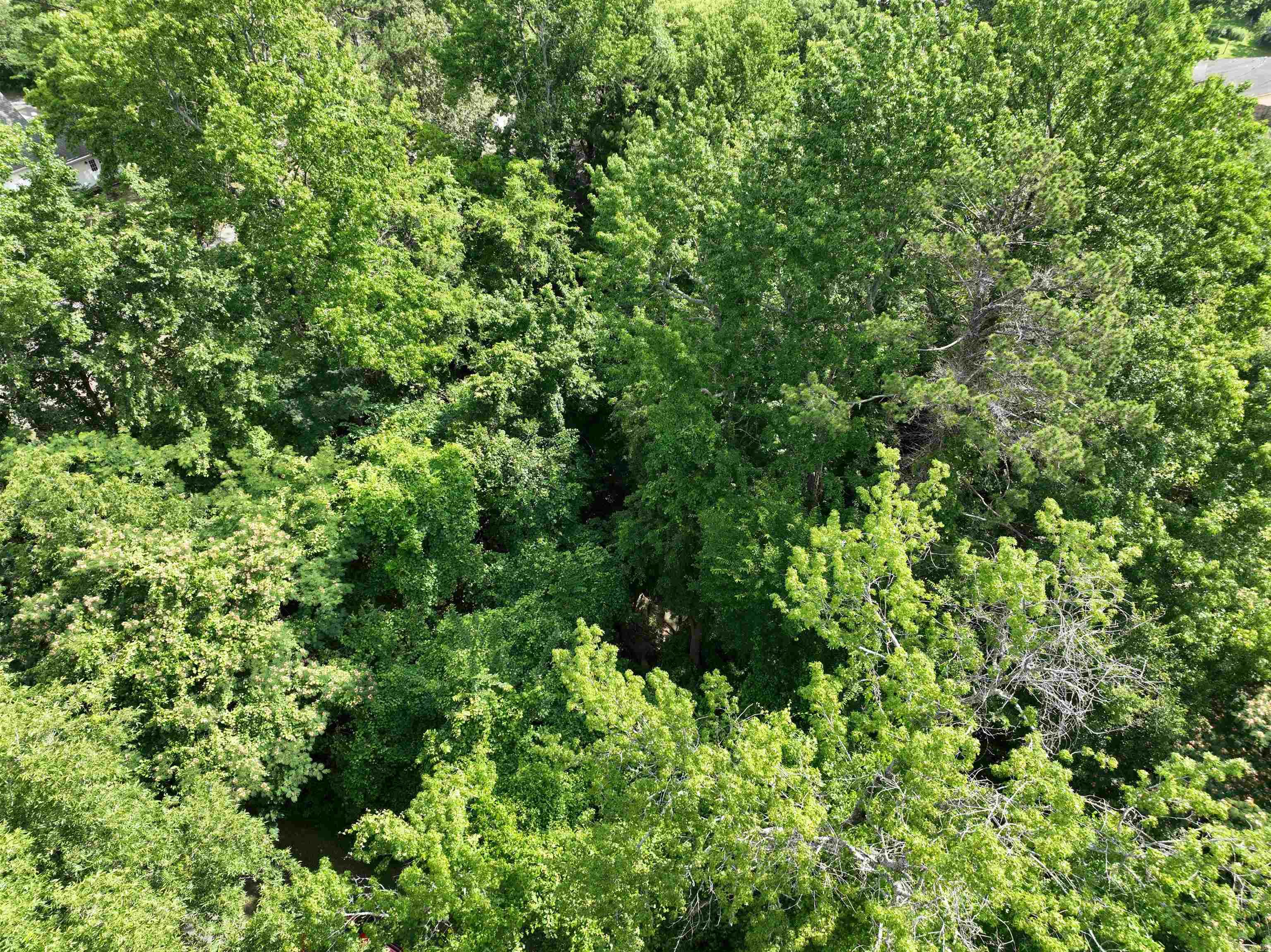 Mena Original - Land