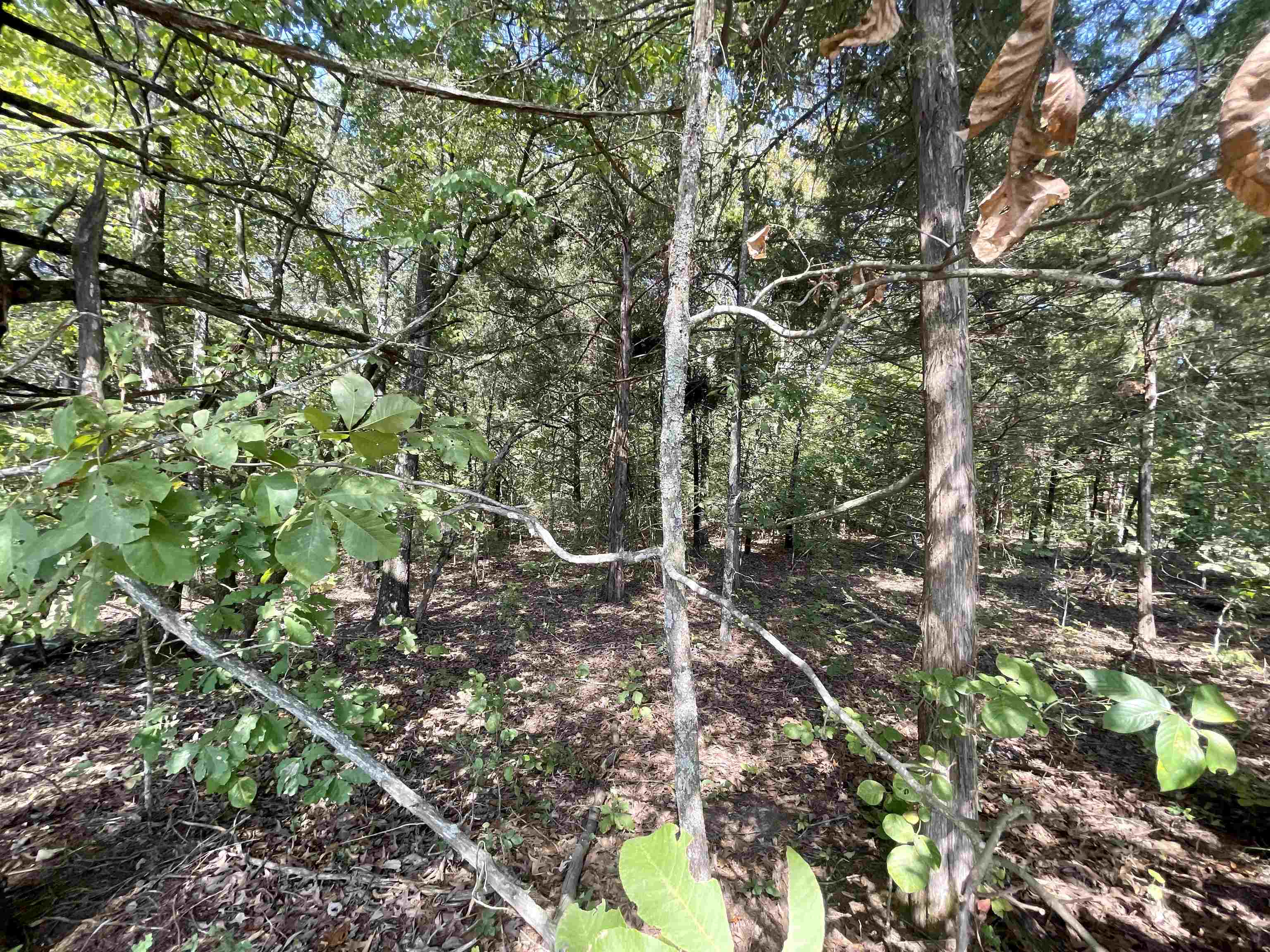 TAYLOR FOSTER BRANCH - Land