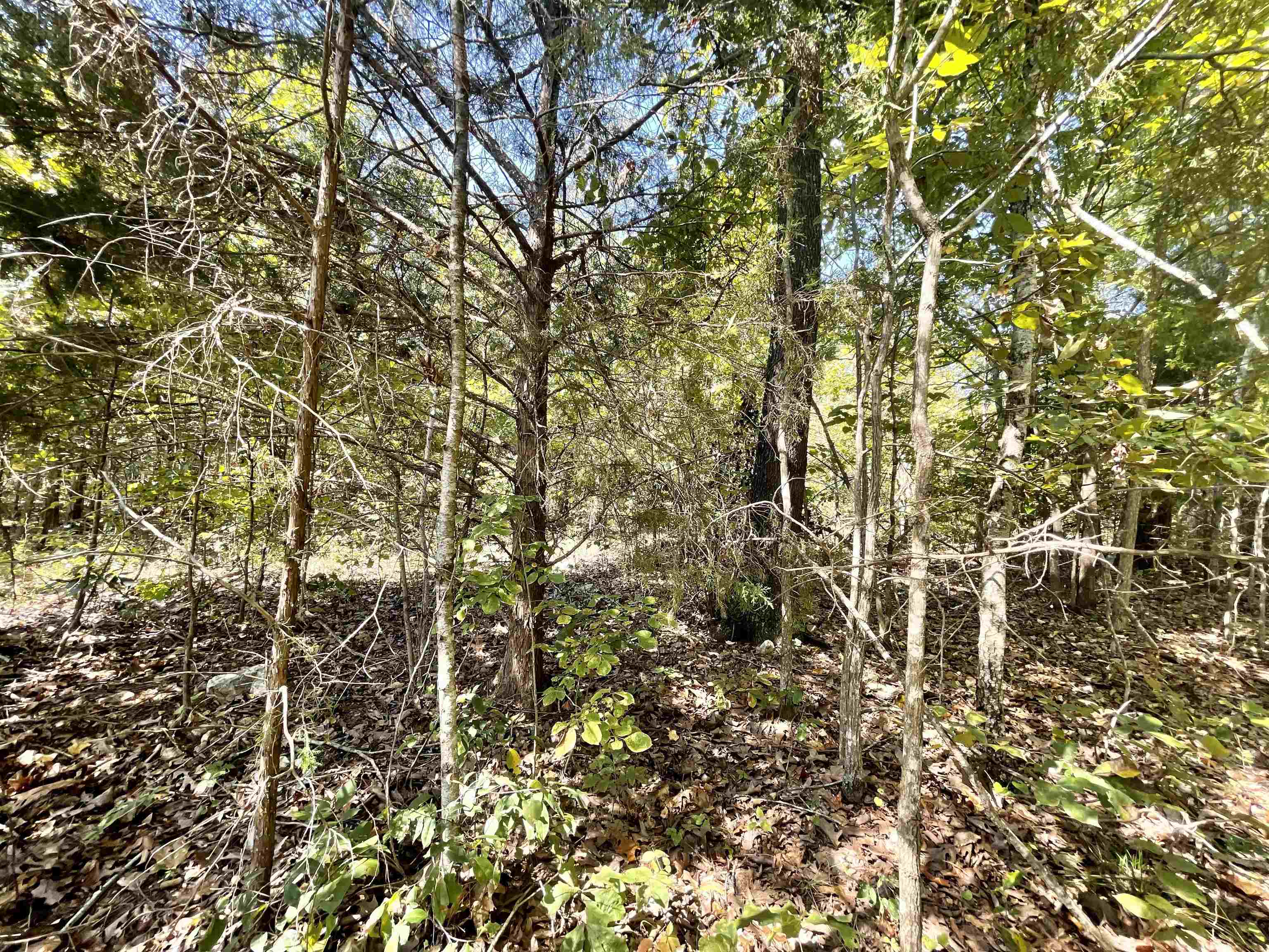 TAYLOR FOSTER BRANCH - Land