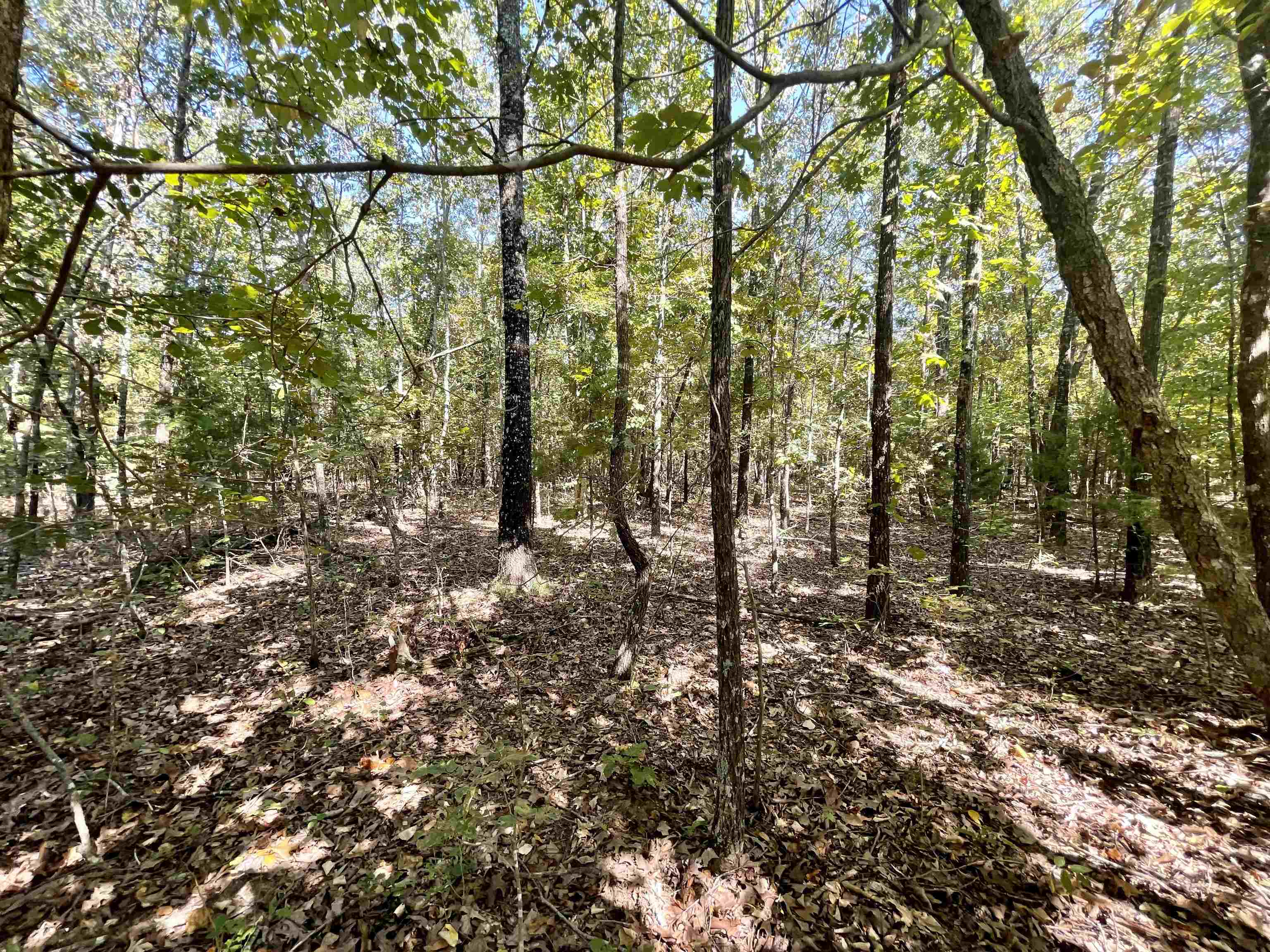 TAYLOR FOSTER BRANCH - Land