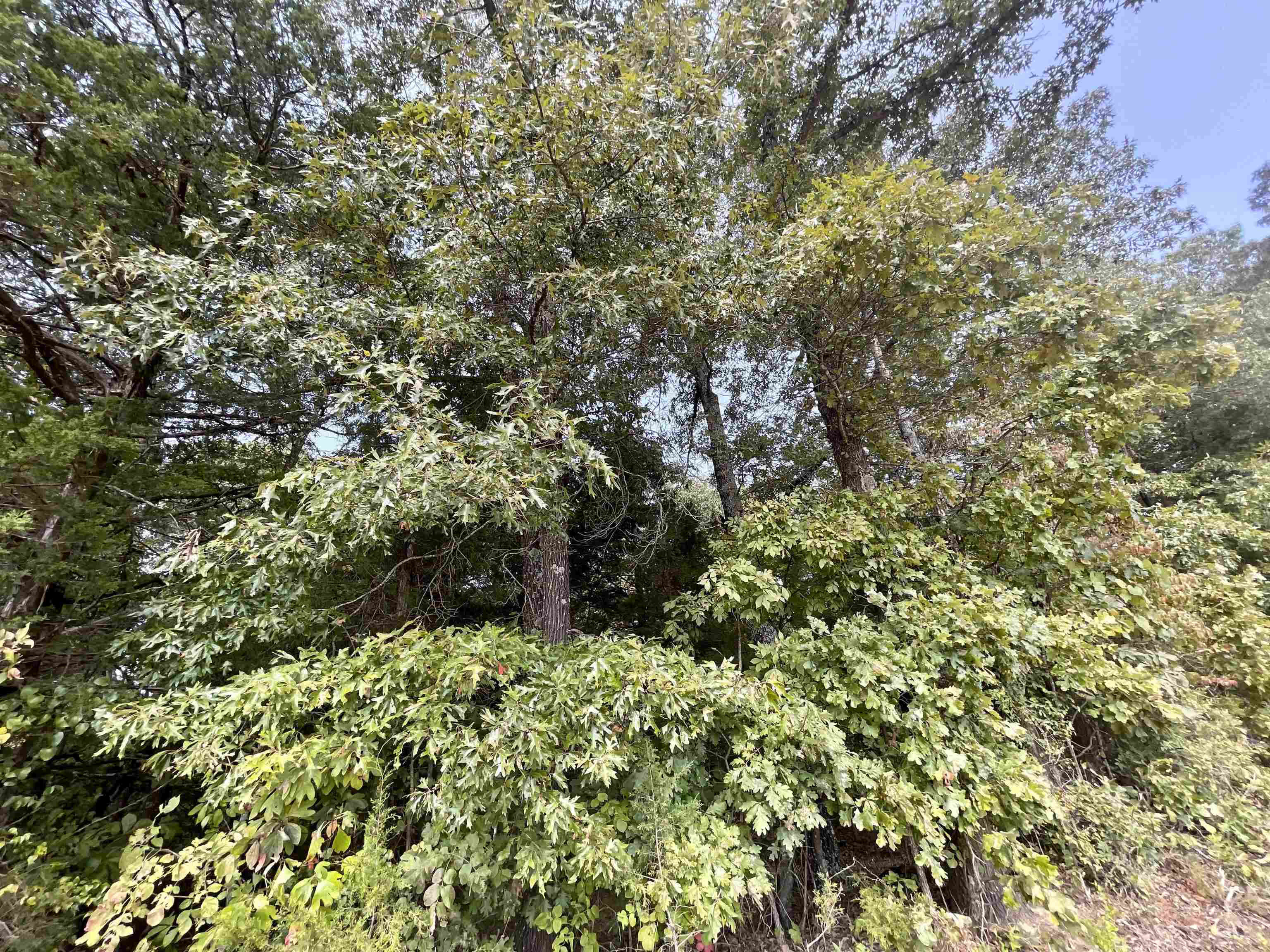 TAYLOR FOSTER BRANCH - Land