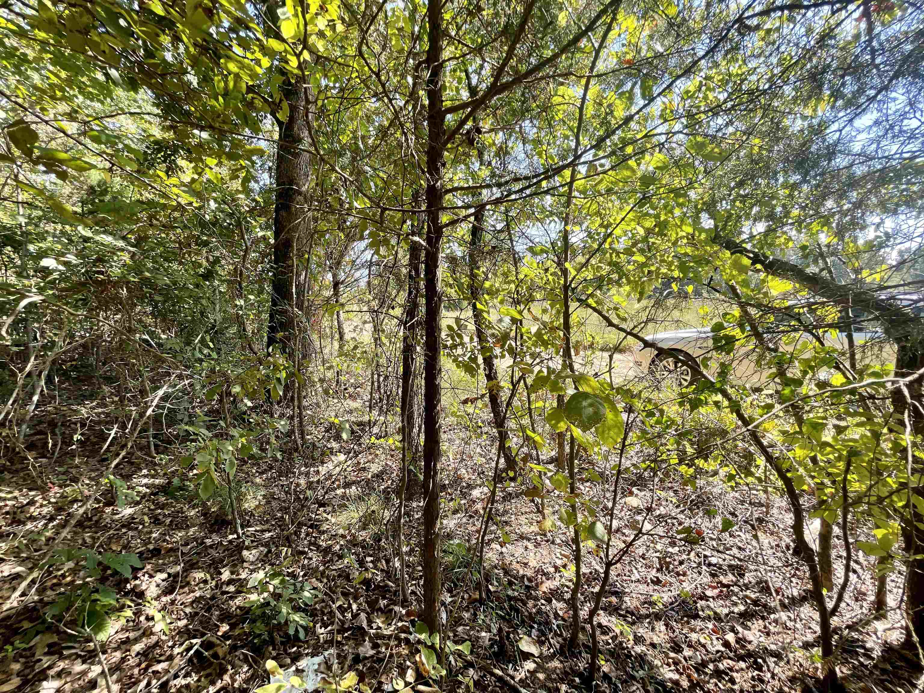 TAYLOR FOSTER BRANCH - Land