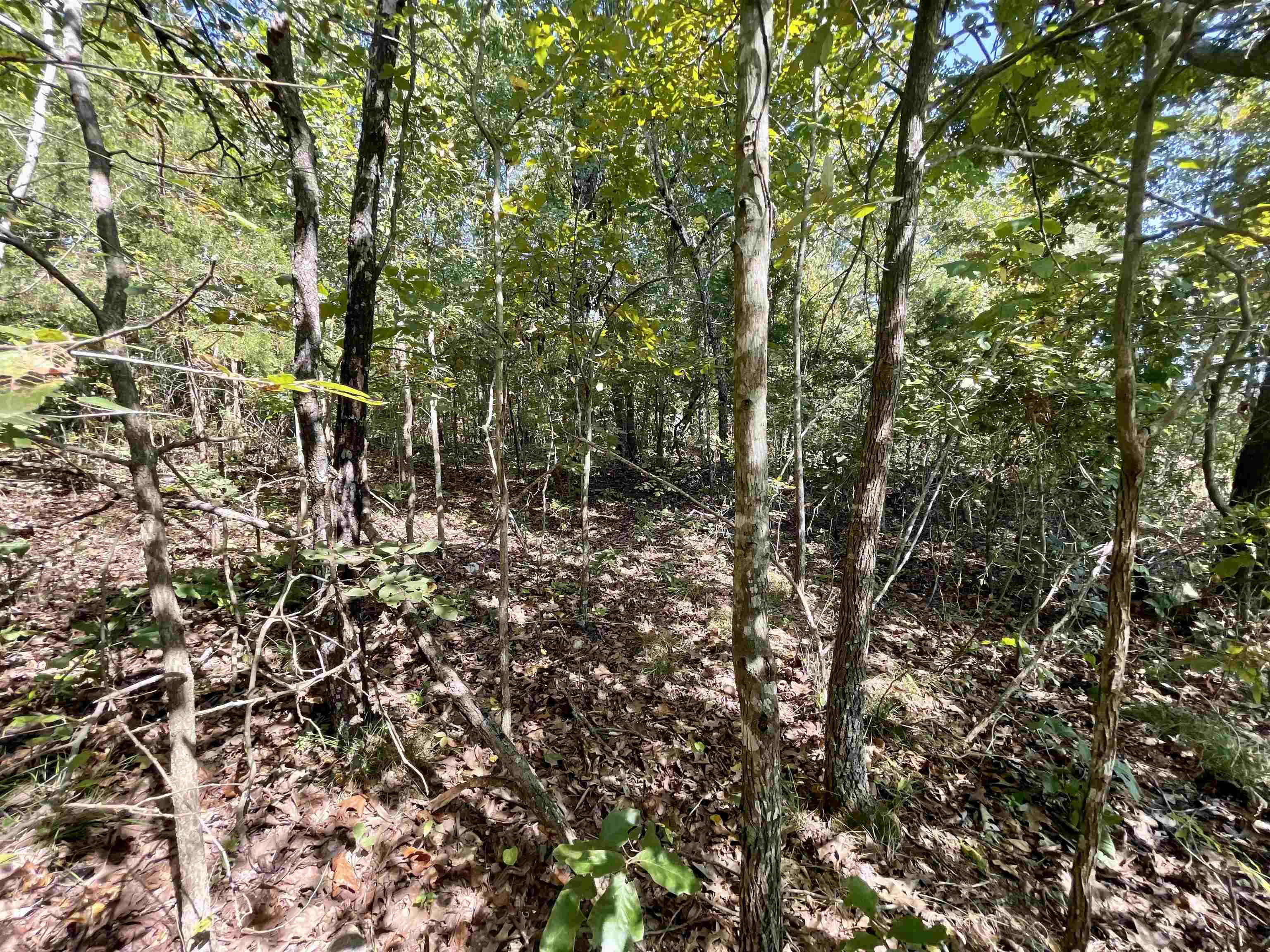 TAYLOR FOSTER BRANCH - Land