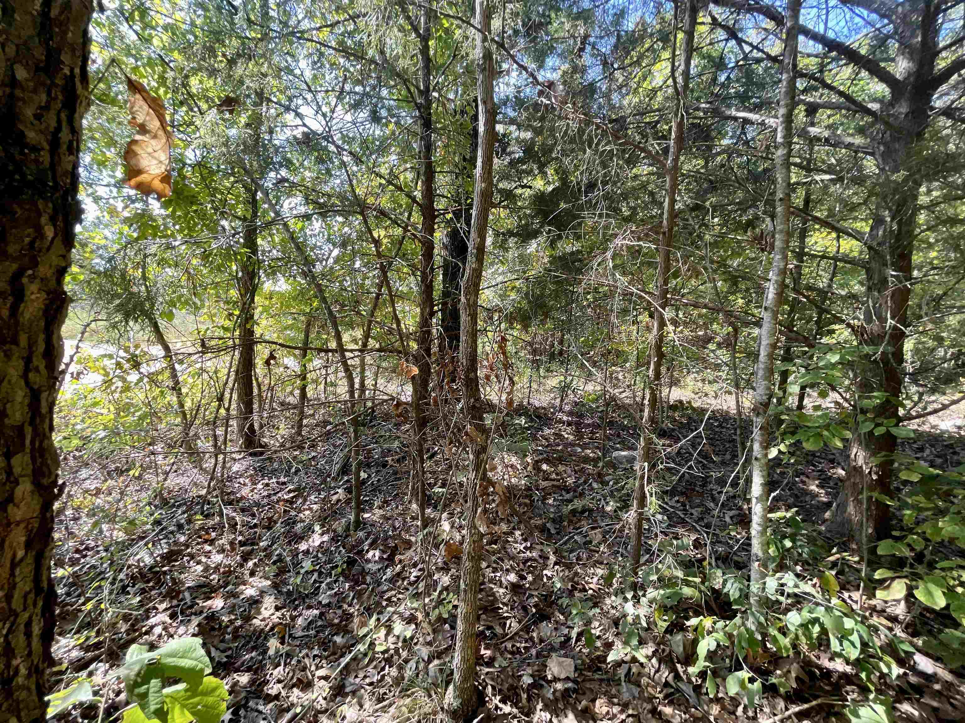 TAYLOR FOSTER BRANCH - Land