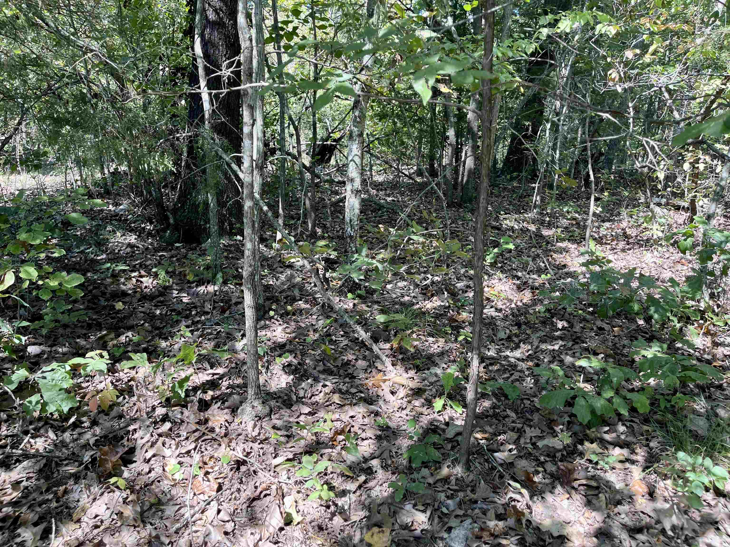 TAYLOR FOSTER BRANCH - Land