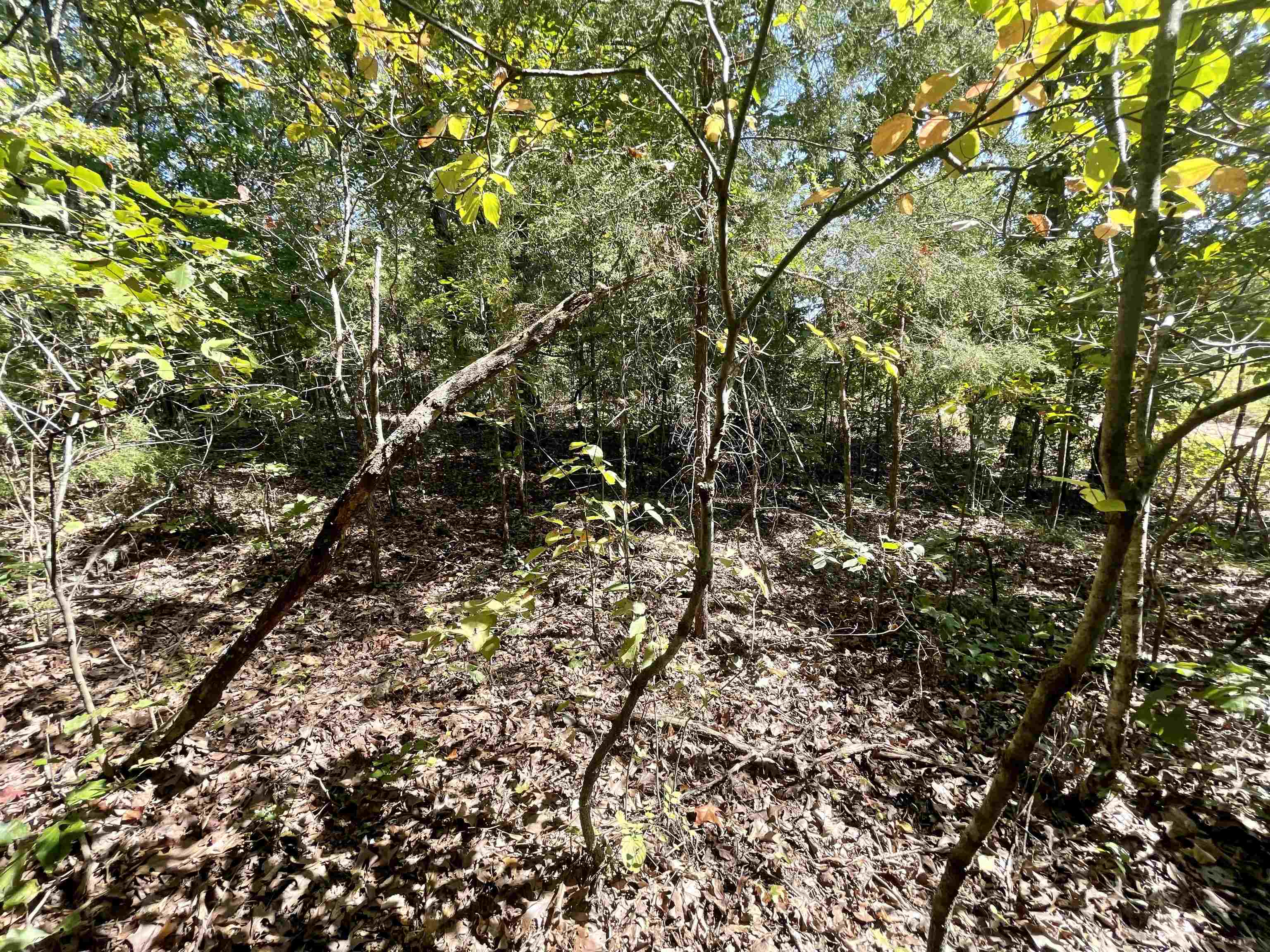 TAYLOR FOSTER BRANCH - Land