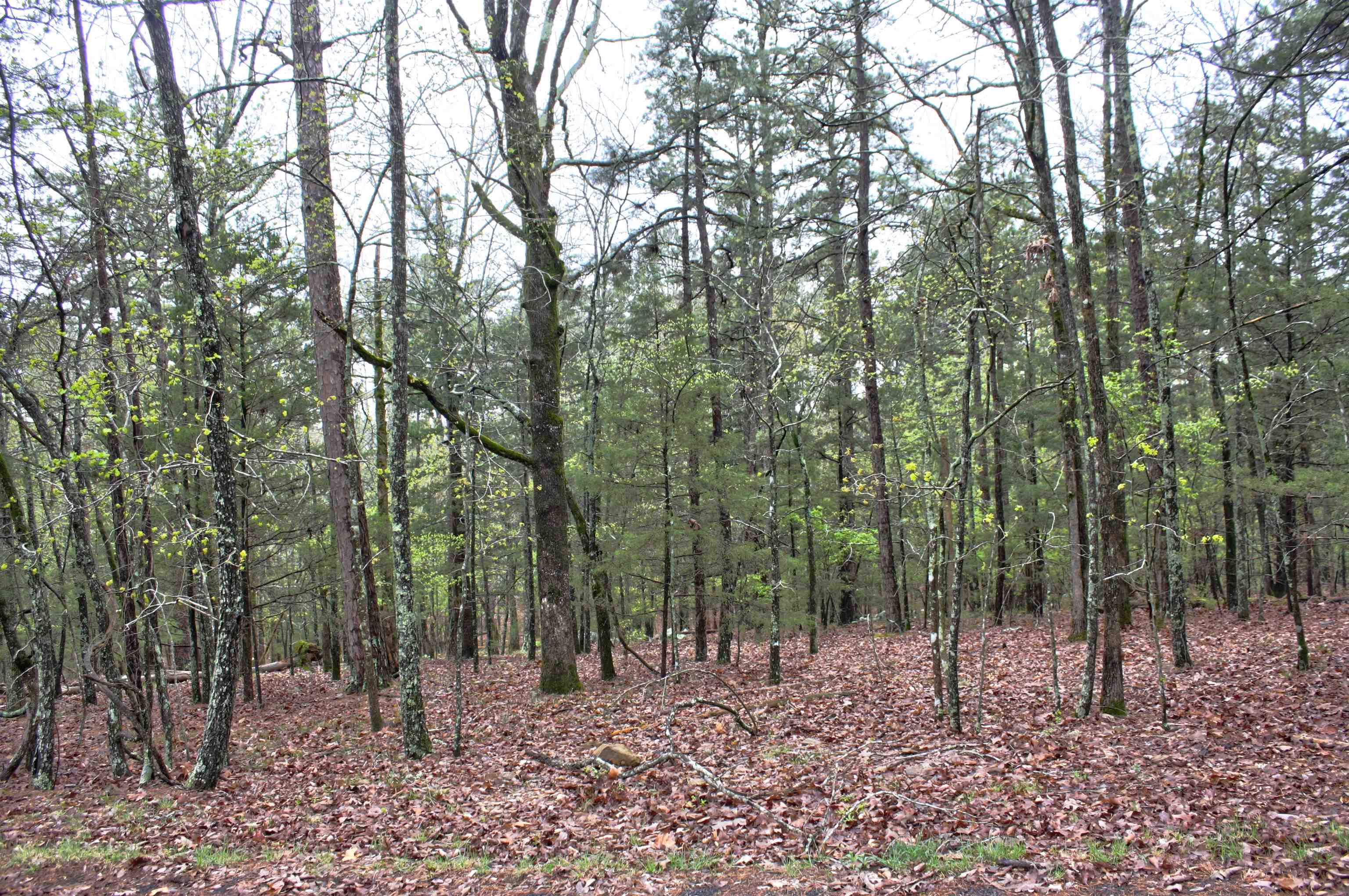 Don't miss out on this opportunity to build your dream home in Mystic Isle subdivision! This beautiful, tree-covered, interior lot is just minutes away from many amenities such as Devils Fork Park with it’s boat launch onto Greers Ferry Lake making it an ideal location for boating enthusiasts, golfing or dining in Fairfield Bay, or just enjoying the great outdoors. This property is located in an established subdivision that offers a serene and peaceful environment - perfect for building your forever home.