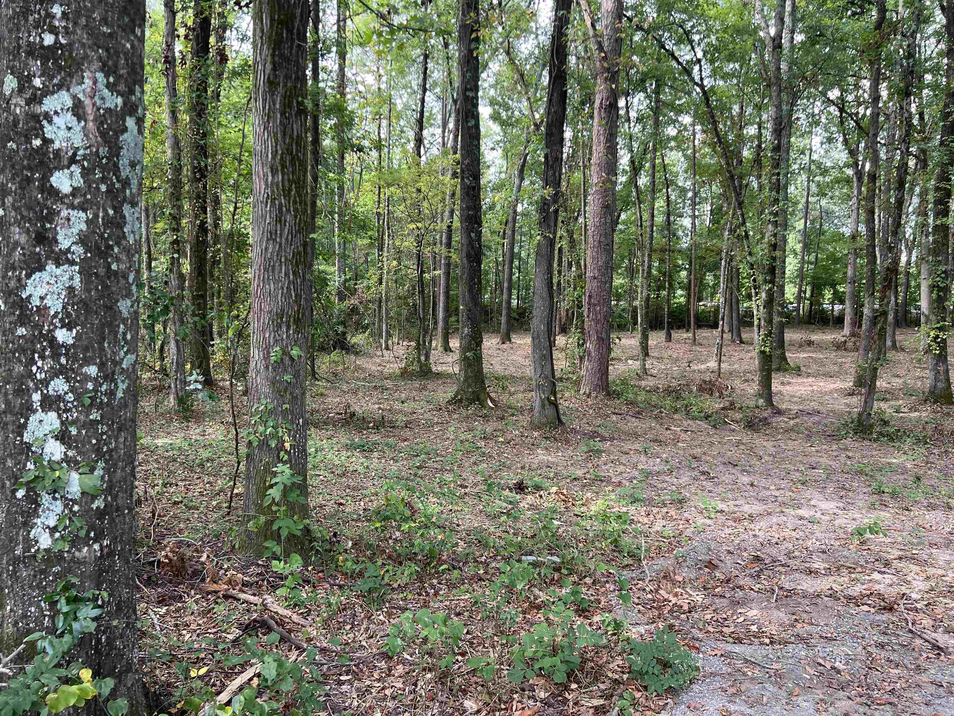 Beautiful acreage with large shade trees perfect for your new construction or mobile home.
