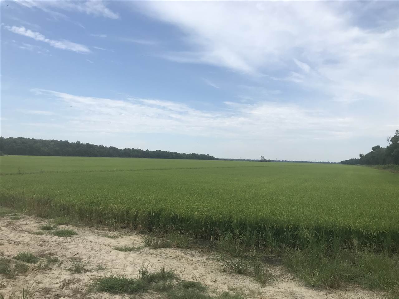 380 acre rice farm with prime duck and deer hunting. Precision leveled and irrigated with two relifts from the bordering Cache River. Due to the farms proximity to the Cache River, this property has the ability to utilize the irrigation system to flood and evacuate water at a fraction of the cost.