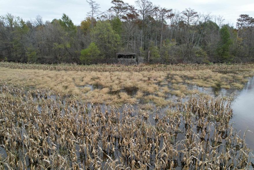 West of the Cache River, in southern Jackson county and northwest of Amagon, Arkansas, lies a 133 acre tract affectionately known as Cache Corner. The name comes from the private setting just off the county road in a “corner” that the Cache River forms as it parallels just off the east and south boundaries of the property. This corner funnels ducks right over the property as they fly the river.  Even before the property improvements, ducks have used both the field and timber when the Cache would spread out of its’ banks. With levees, water structures and wells, water can now be added and held on the food sources in the fields at any time. Three permanent blinds are currently in place to hunt the field. A 20 foot rolltop pit located near the center of the southern field, a pit on the south side and a traditional wood blind on the east levee. If you are looking for an easy hunt, two of the three blinds are easily accessible without even putting on waders.