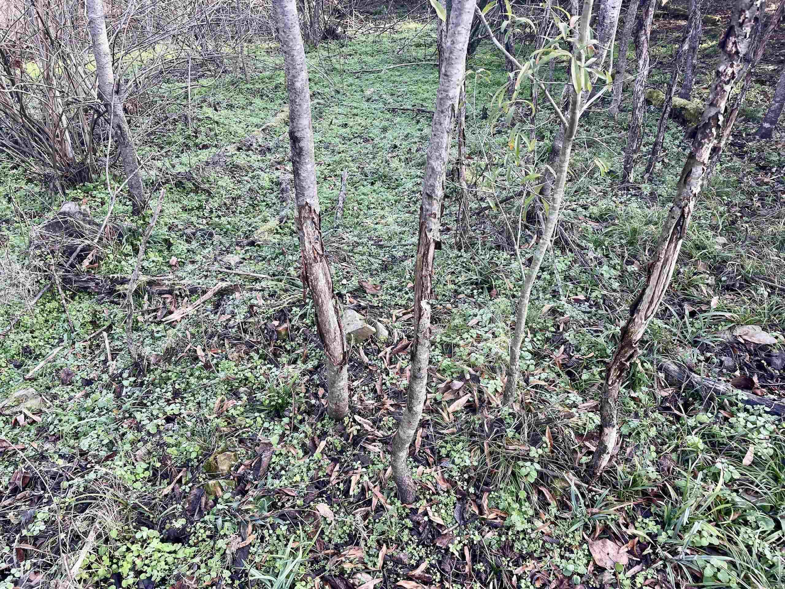 Not in Subdivision - Land