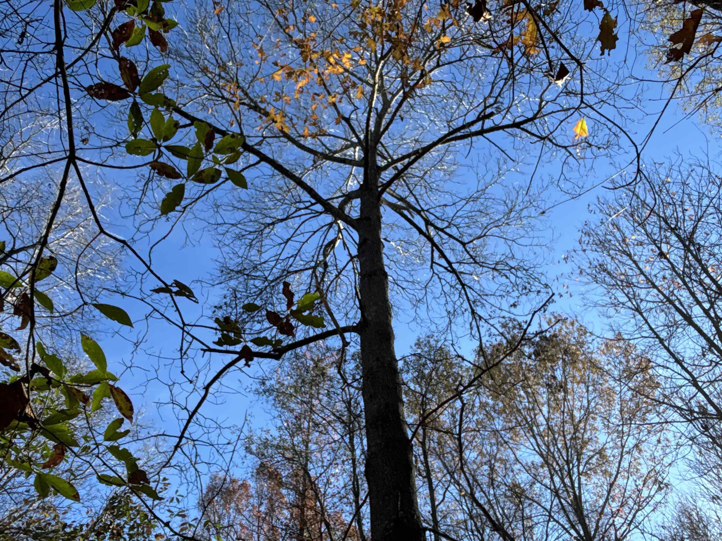 10 Hardwood Heavily Wooded acre tract located across the street from Cypress Bayou WMA 2700+ acres of duck, Deer, small game hunting! Ward Arkansas is a few miles away featuring Grocery and access to Highway 167. Ward is experiencing rapid growth over the last decade. All BUT ONE ACRE+- of this property is in THE FLOOD PLAIN. If you would like to build you would need stilts or haul in land fill to bring the home above the floodplain. This is a recreational property with mature hardwoods and flooded green timber at times. Lick Creek and Mill Creek flow through either end of the this property providing ideal forage and cover for a variety of game. The trees on this ground are amazing!! A primary goal of most hunters in Arkansas is to have a small patch of ground located next to or adjoing a large WMA, well this is it. Cypress Bayou has permit draw hunting limiting the number of gun hunters with access this tract gives you regular season access to these animals that the Game and Fish are managing. WMA parking is just down the street or anoth parking area is a few yards up the street off Cocklebur Road or you can add a culvert and dirt fill to build access into the tract